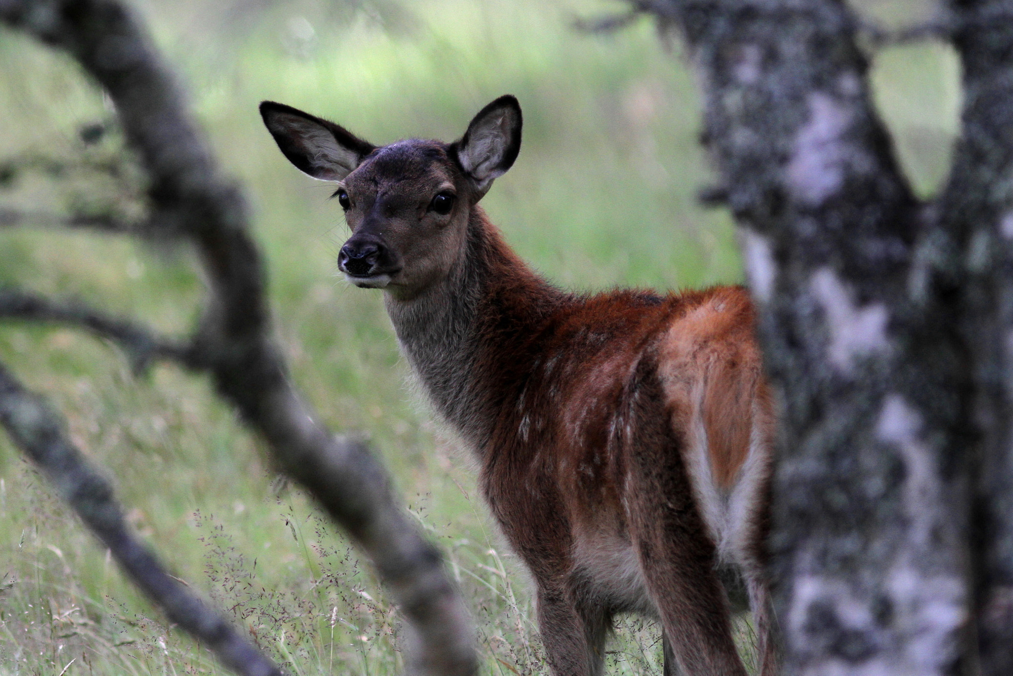 Canon EF 300mm F4L IS USM sample photo. Young red deer photography