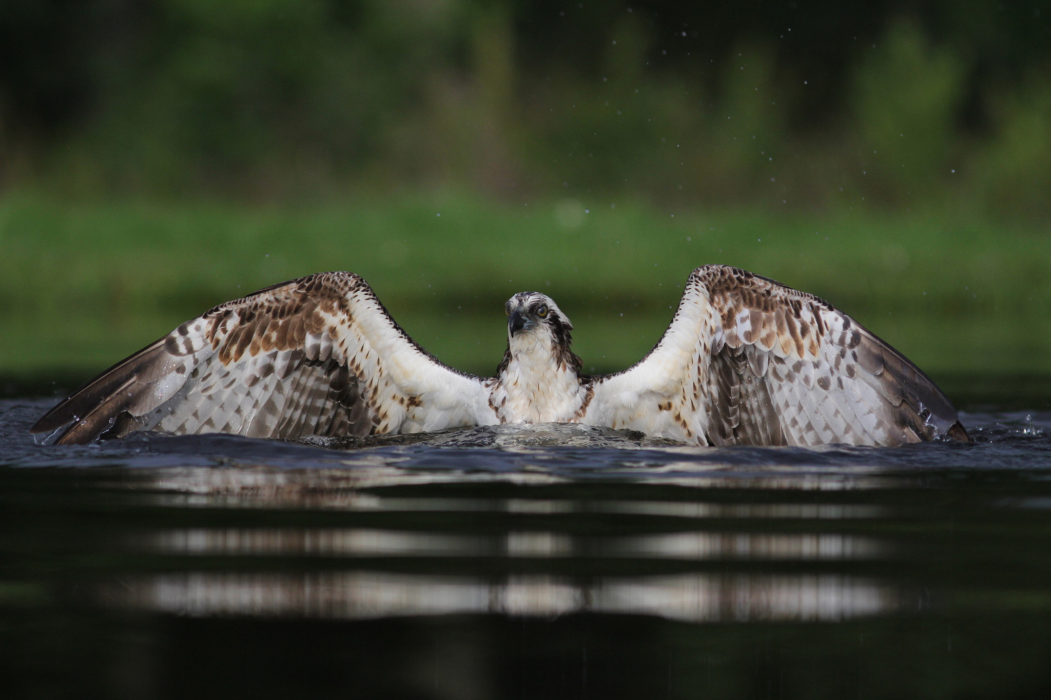 Canon EOS 60D + Canon EF 300mm F4L IS USM sample photo. Osprey photography