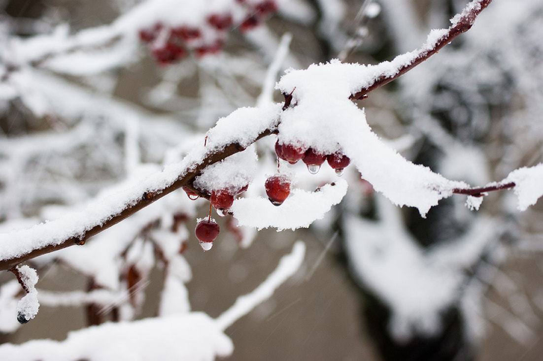 Sony Alpha DSLR-A350 + Sony DT 55-200mm F4-5.6 SAM sample photo. Snow photography