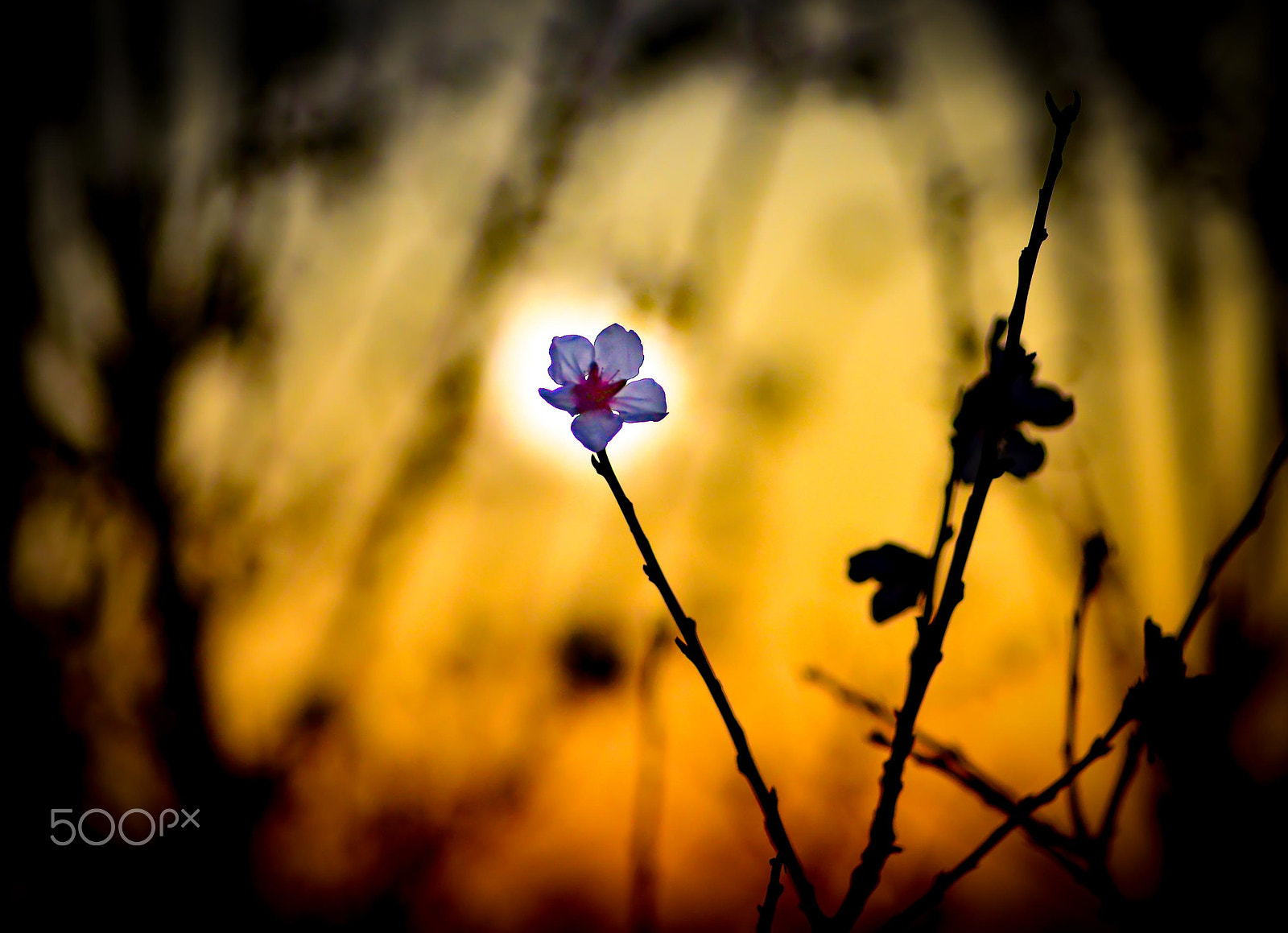 Nikon D800 + AF Nikkor 180mm f/2.8 IF-ED sample photo. Flower blocks the sun photography