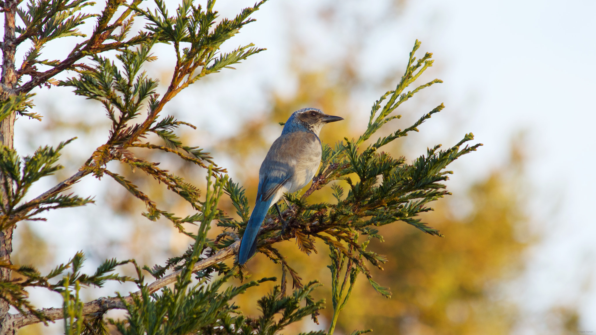 Canon EOS 650D (EOS Rebel T4i / EOS Kiss X6i) sample photo. Scrub jay at the quarry lakes around sunset. photography