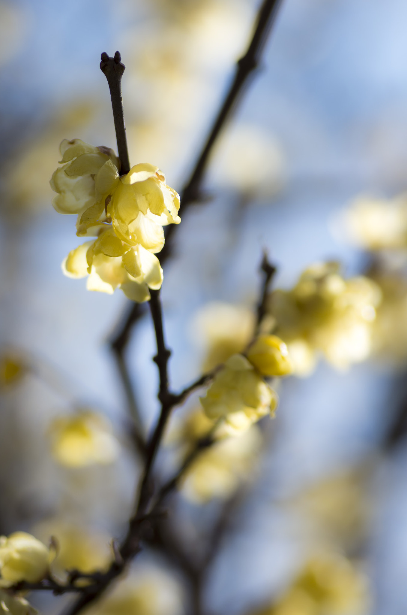 Pentax K-5 IIs sample photo. Flowers photography