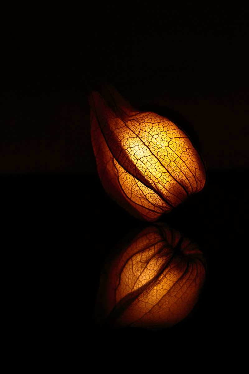 Canon EOS 6D + Canon EF 100mm F2.8 Macro USM sample photo. Lightning physalis photography