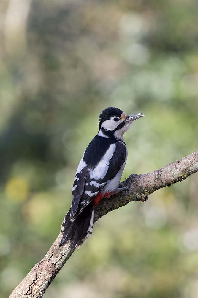 Canon EF 70-200mm F4L USM sample photo. Little punky! photography