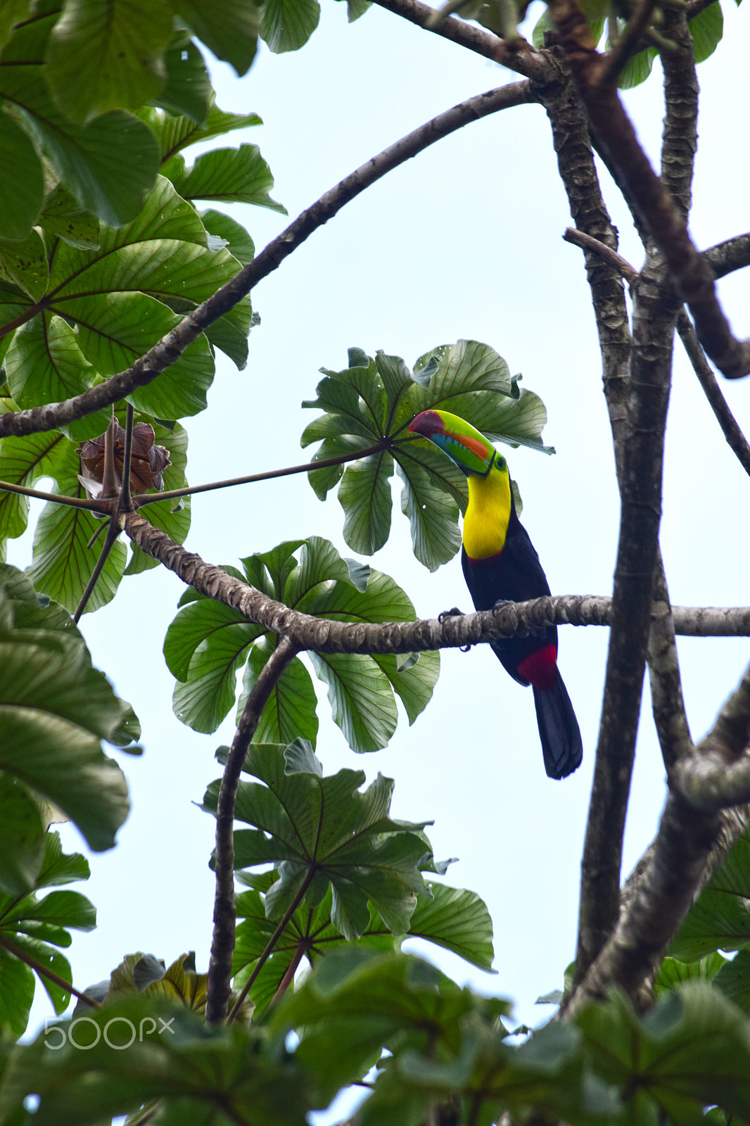 Nikon AF-S Nikkor 600mm F4D ED-IF II sample photo. Tucan photography