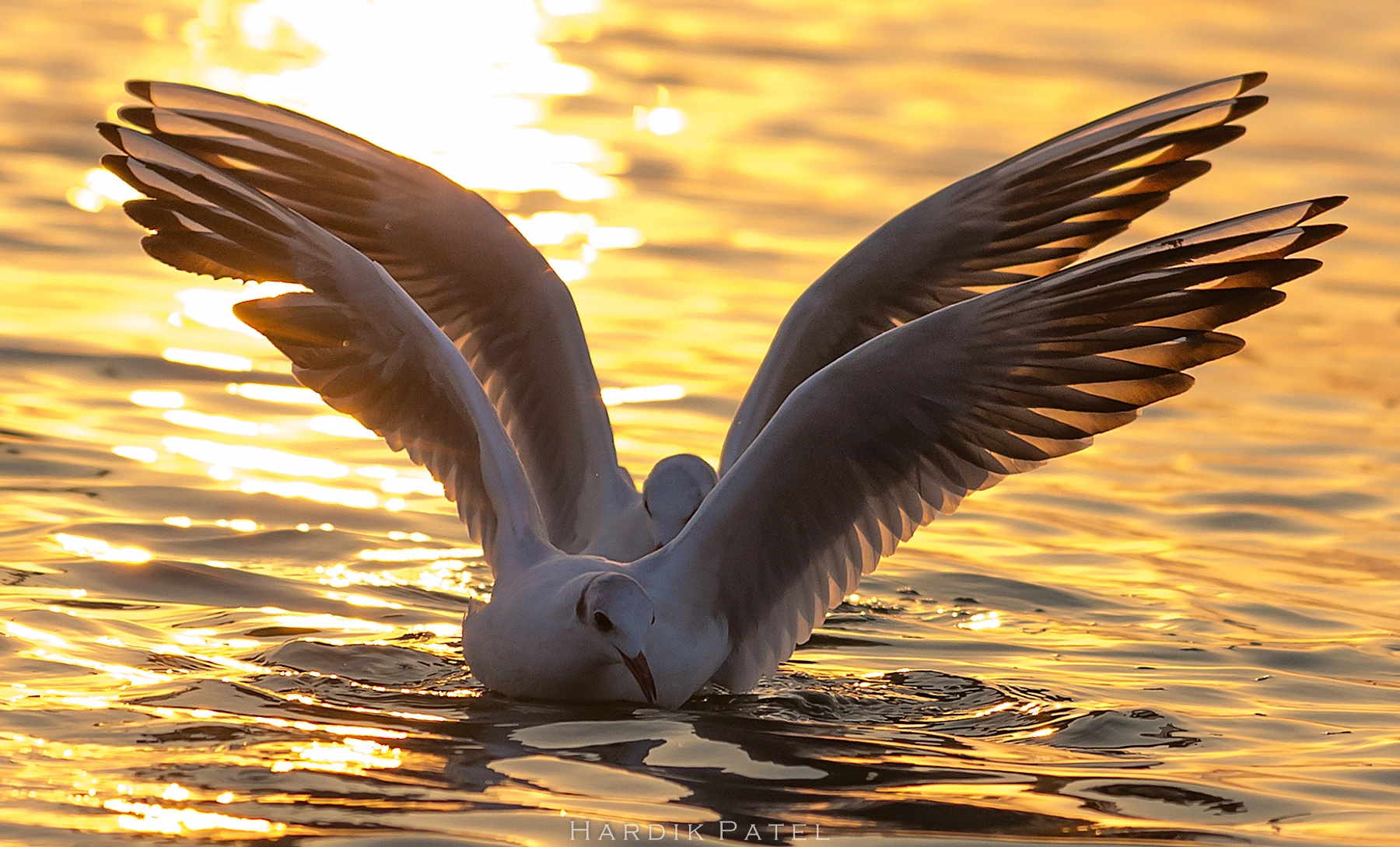 Nikon D4S sample photo. The golden light hunters photography