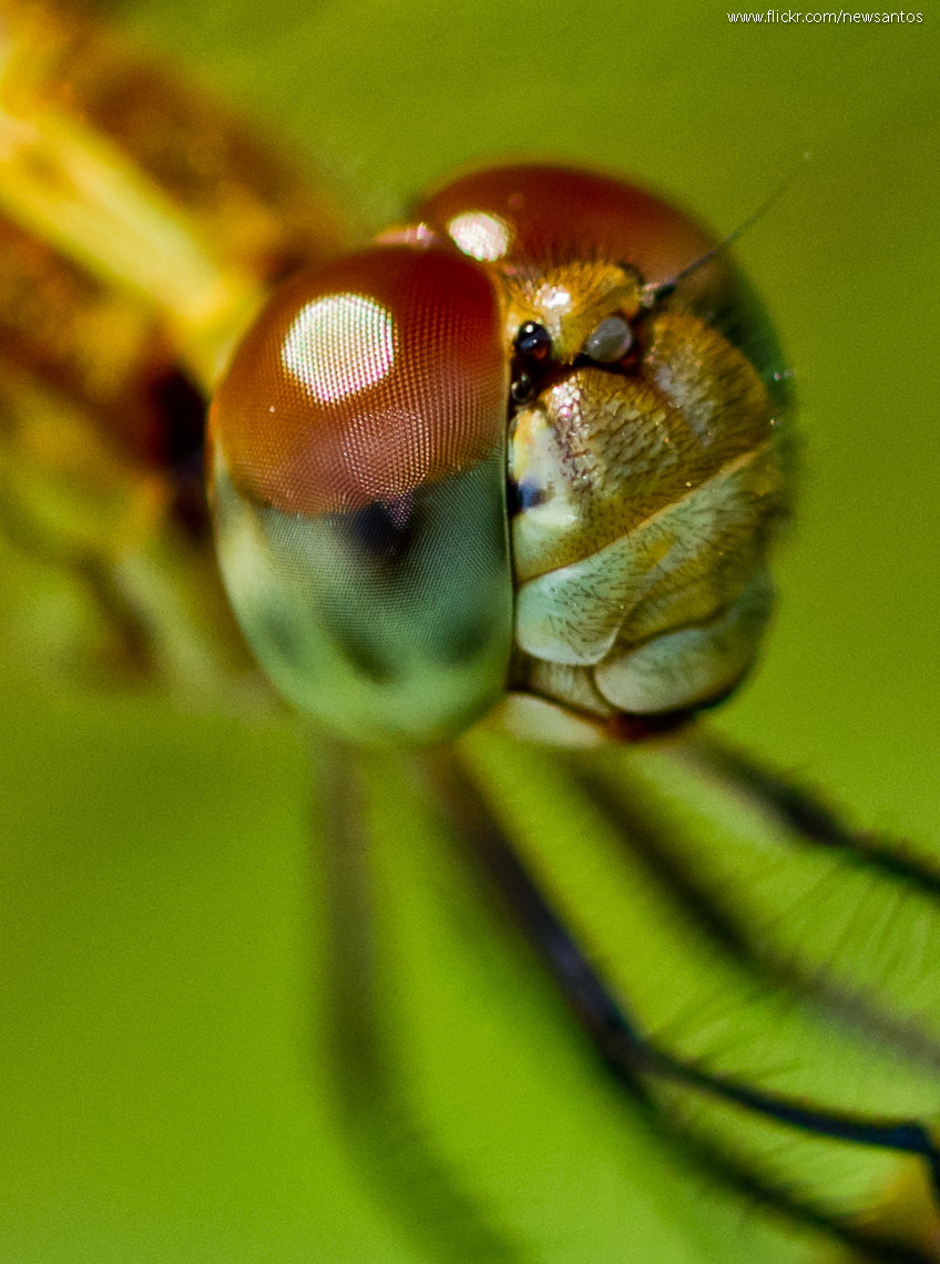 Canon EOS 7D + Canon EF 100mm F2.8 Macro USM sample photo