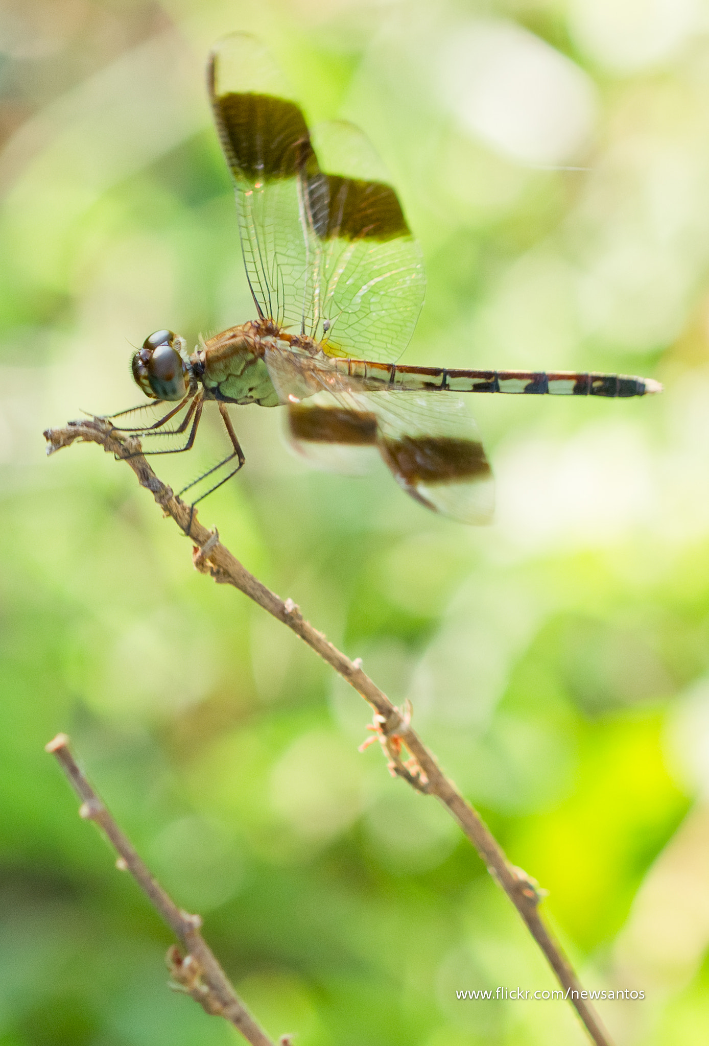 Canon EOS 7D + Canon EF 100mm F2.8 Macro USM sample photo