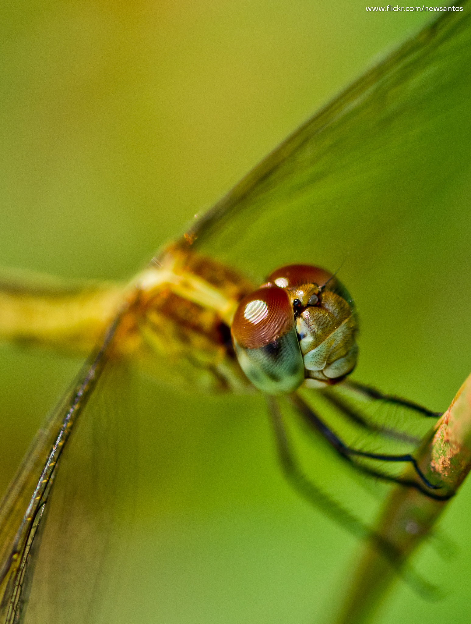 Canon EOS 7D + Canon EF 100mm F2.8 Macro USM sample photo