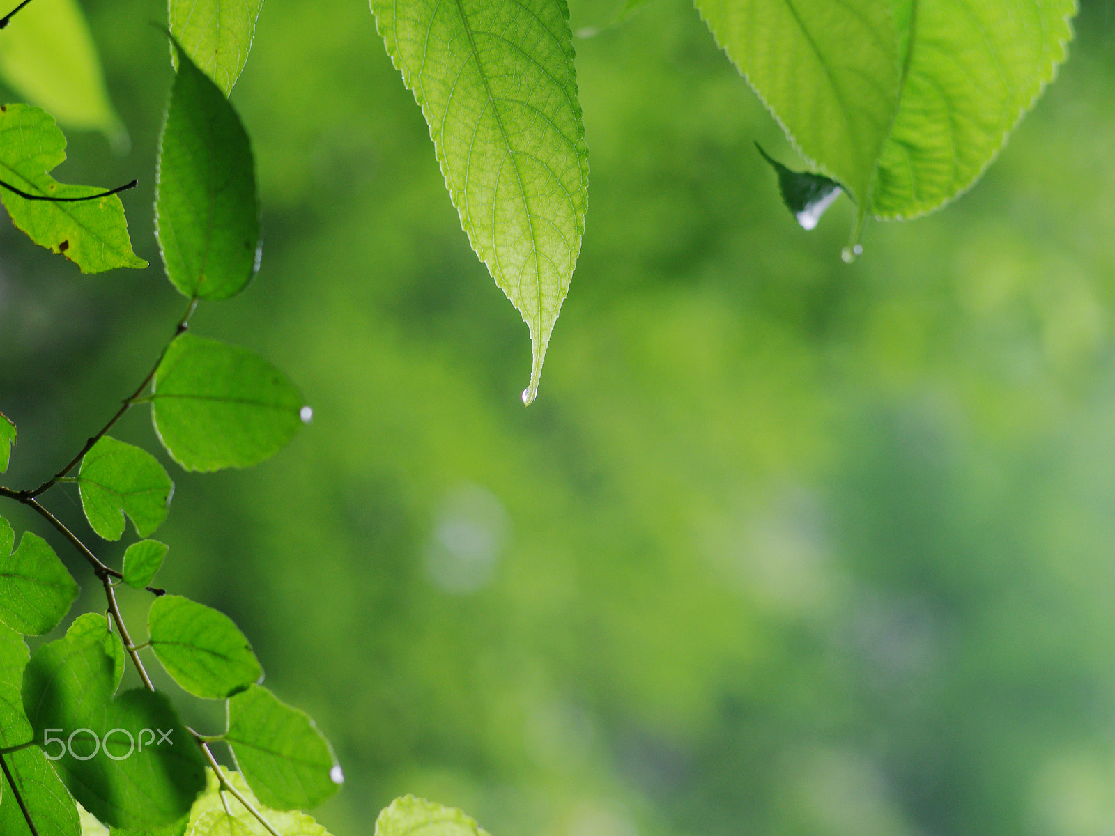 Pentax K-x + Pentax smc DA 70mm F2.4 AL Limited sample photo. Green life photography