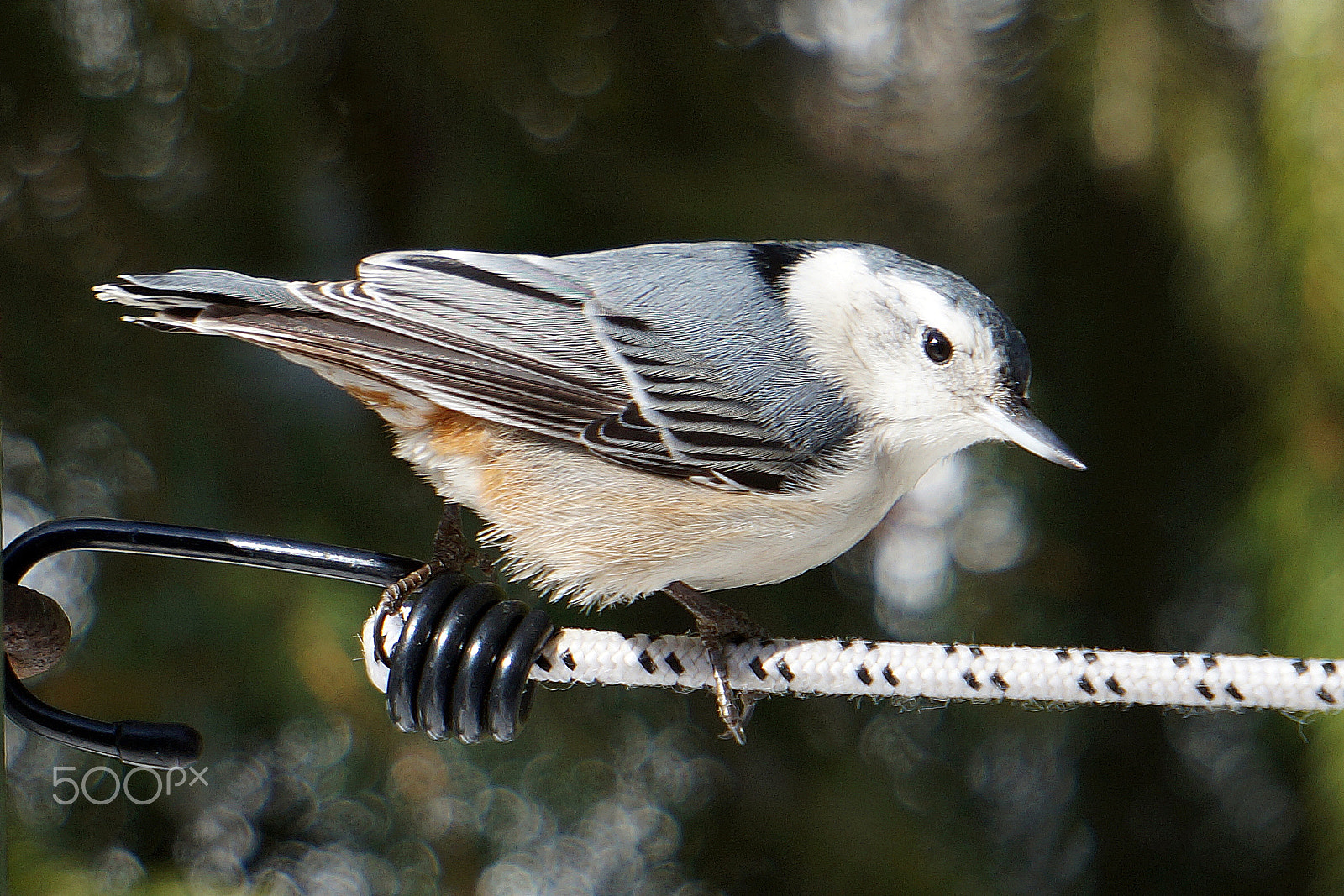 Sony FE 24-240mm F3.5-6.3 OSS sample photo. The tightrope walker photography