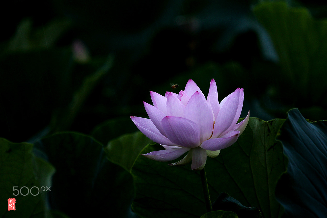 Canon EOS 100D (EOS Rebel SL1 / EOS Kiss X7) + Canon EF 70-200mm F4L IS USM sample photo. Lotus photography