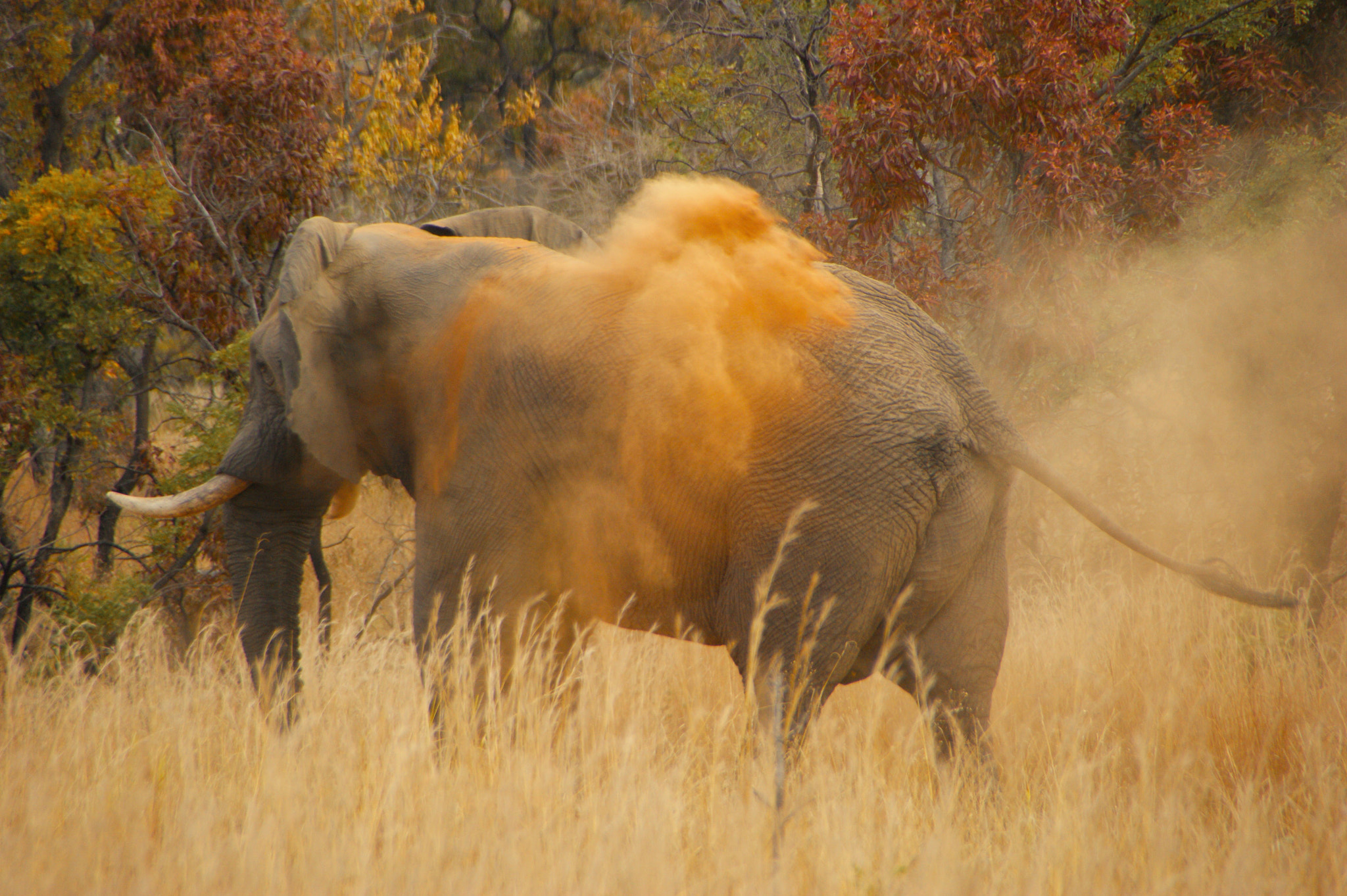 Sony Alpha DSLR-A350 + Tamron Lens (255) sample photo. Red dust bath, photography