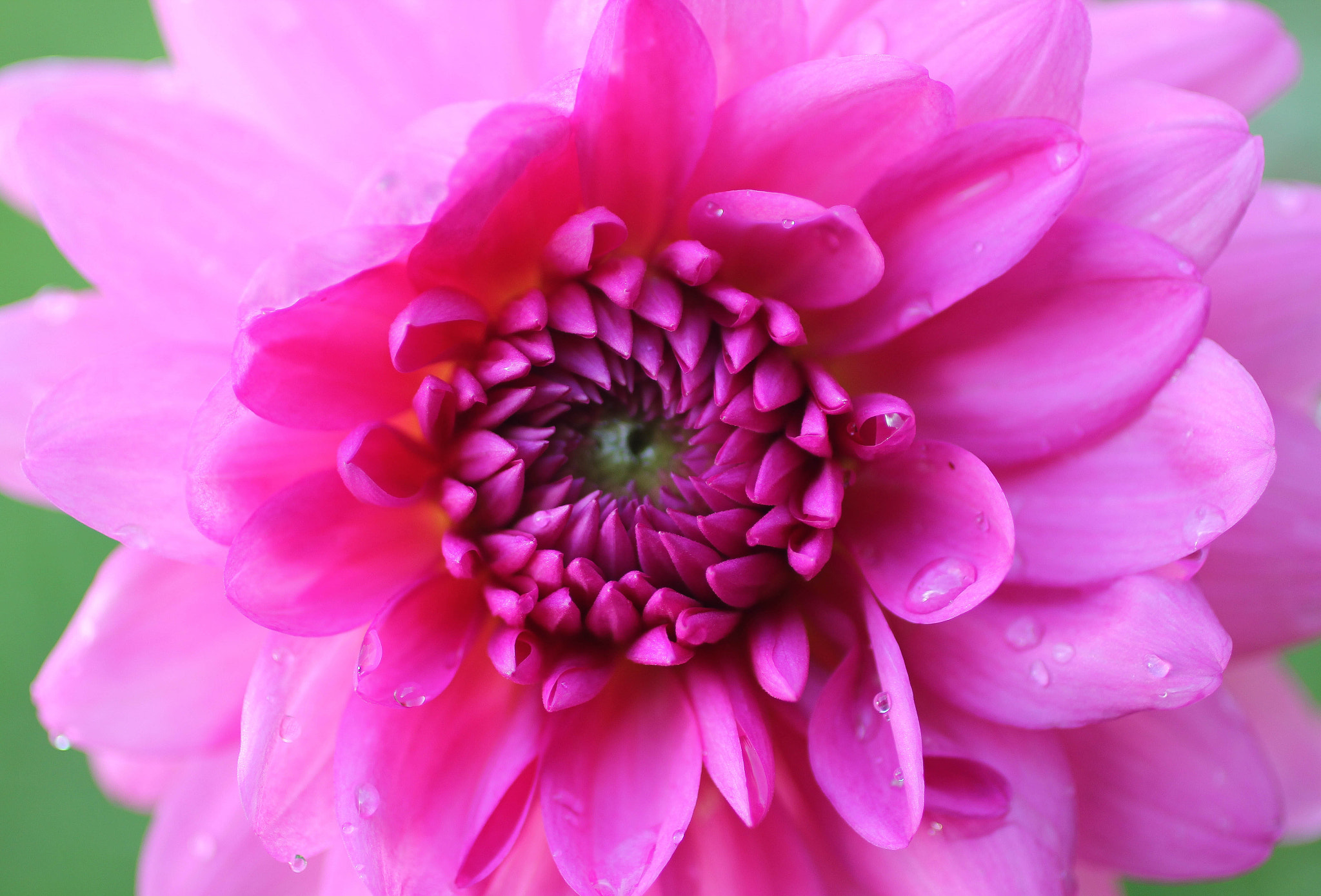 Canon EF 50mm F2.5 Macro sample photo. That pink flower photography