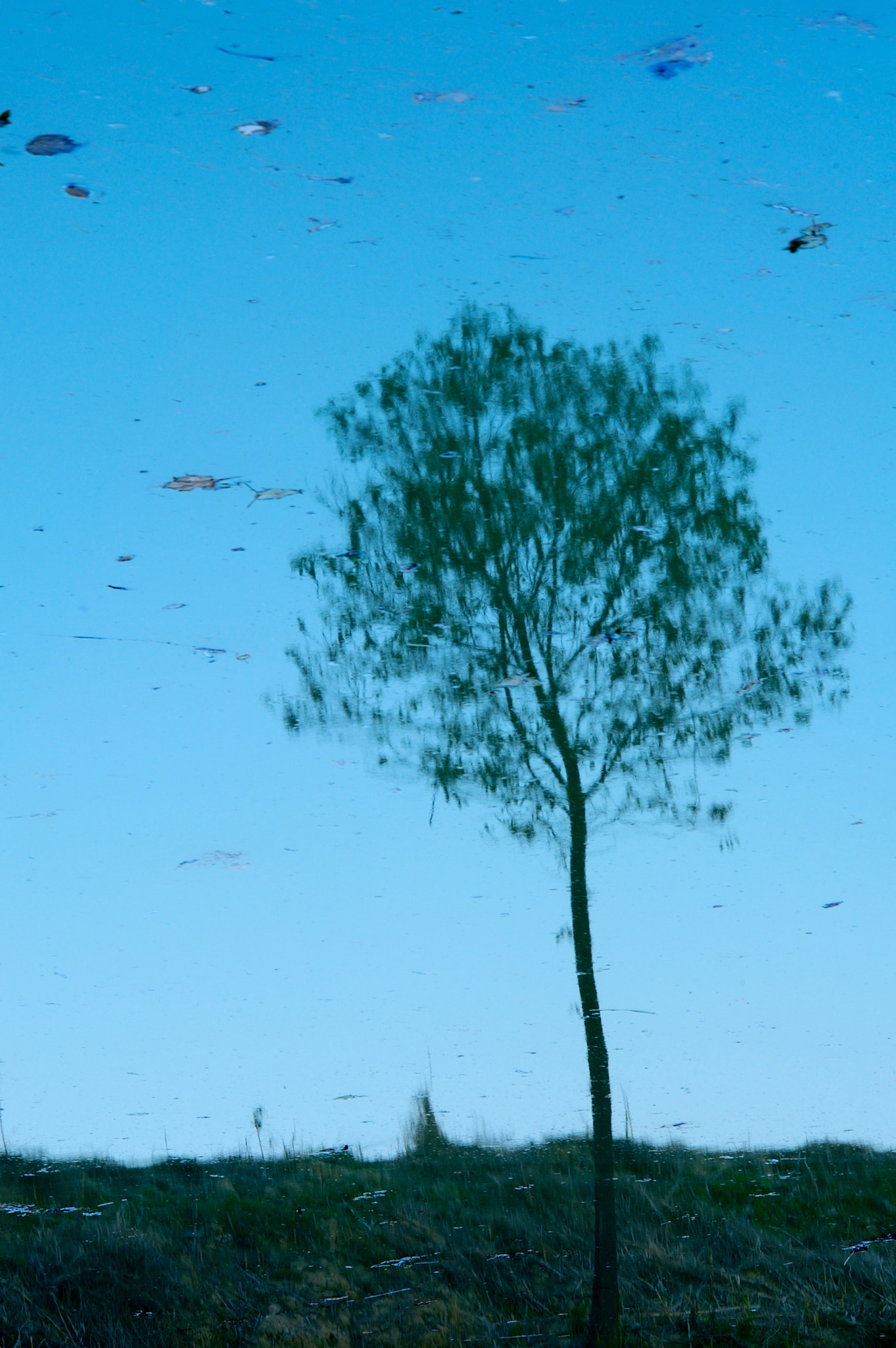 Nikon D700 + AF Zoom-Nikkor 70-210mm f/4 sample photo. 水中孤树 photography