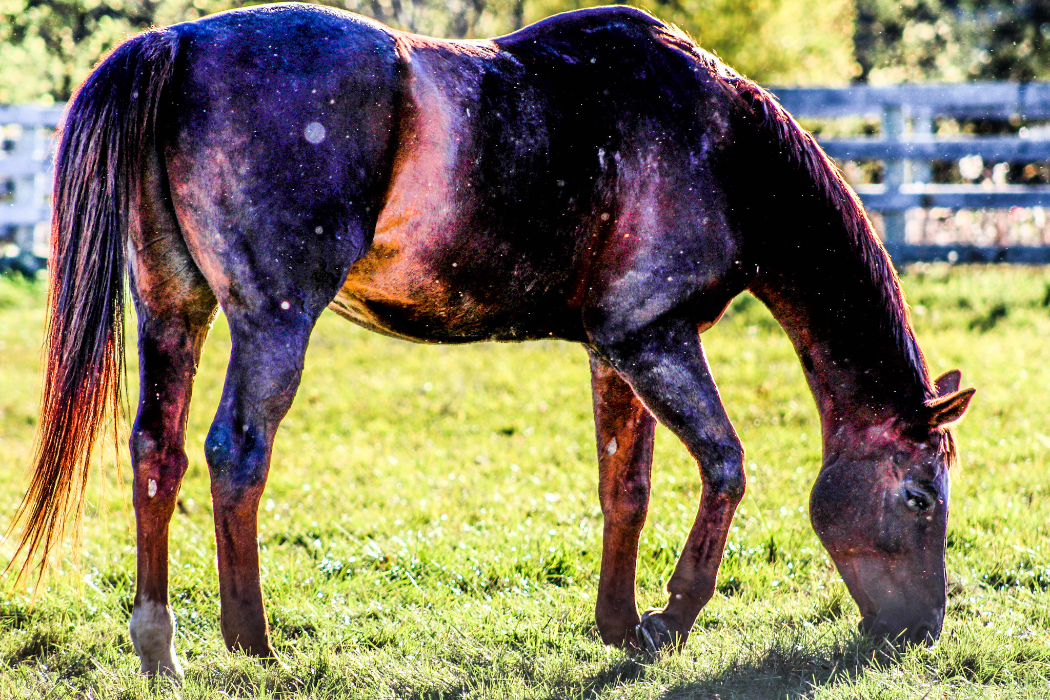 Canon EF 75-300mm f/4-5.6 USM sample photo. Space horse photography