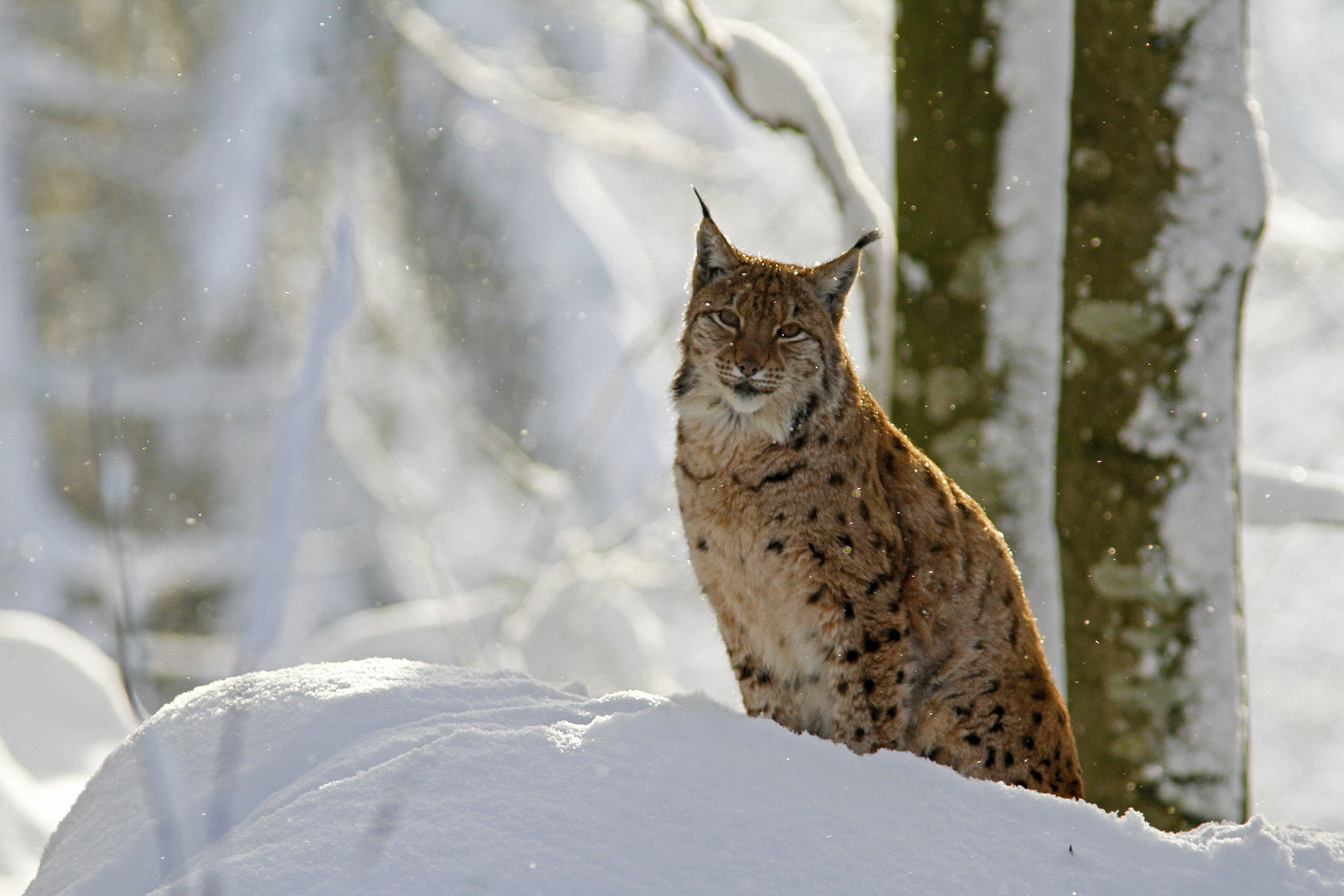 Canon EF 300mm f/4L + 1.4x sample photo. Snow on the lynx photography