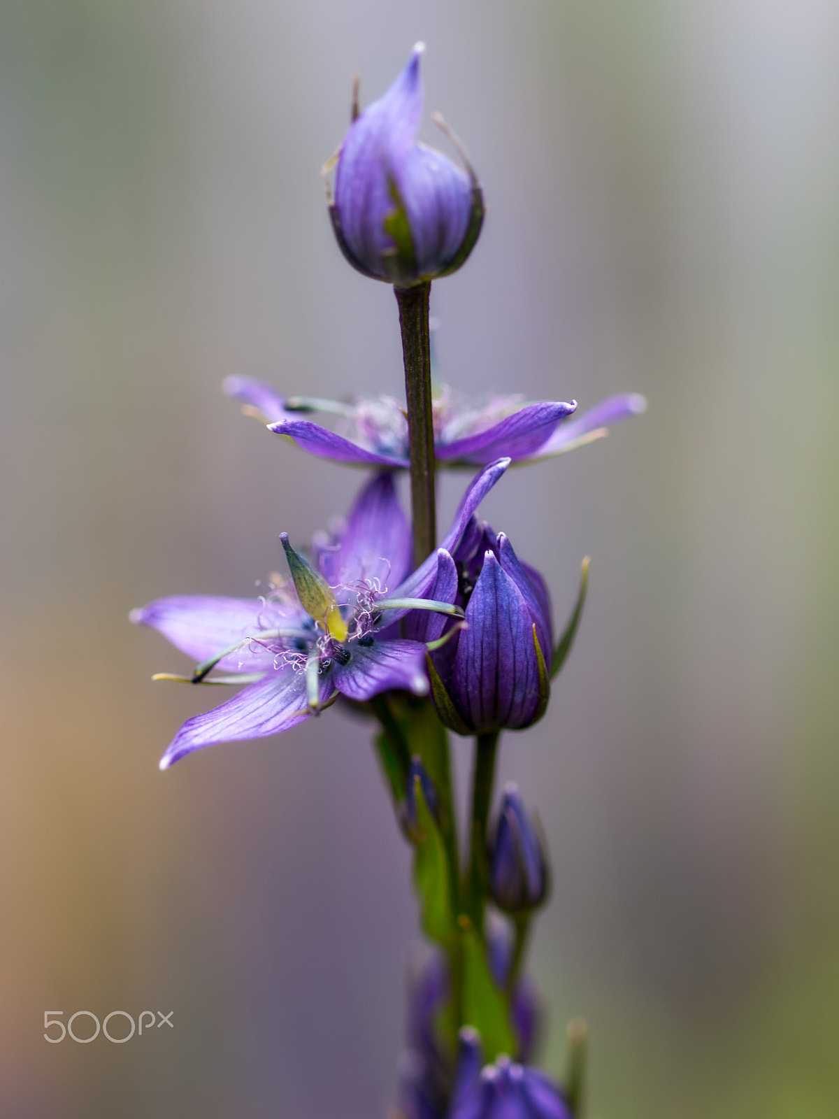 Olympus E-30 + OLYMPUS 50mm Lens sample photo. Flower in the mountains photography