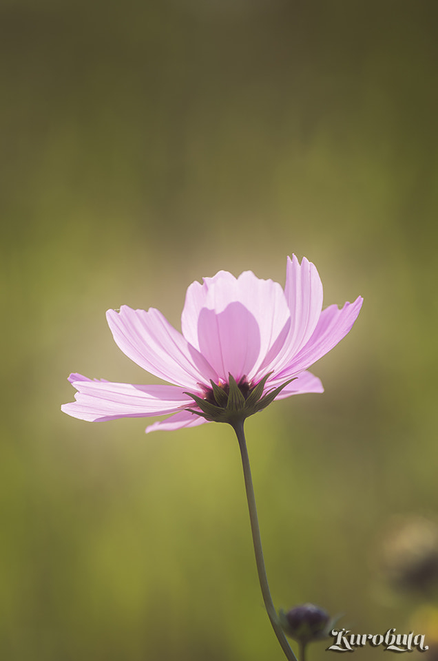 Pentax smc DA* 300mm F4.0 ED (IF) SDM sample photo. One bloom photography