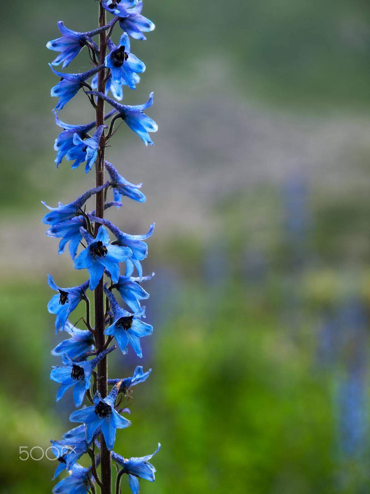 Olympus E-30 + OLYMPUS 14-54mm Lens sample photo. Flower in the mountains photography