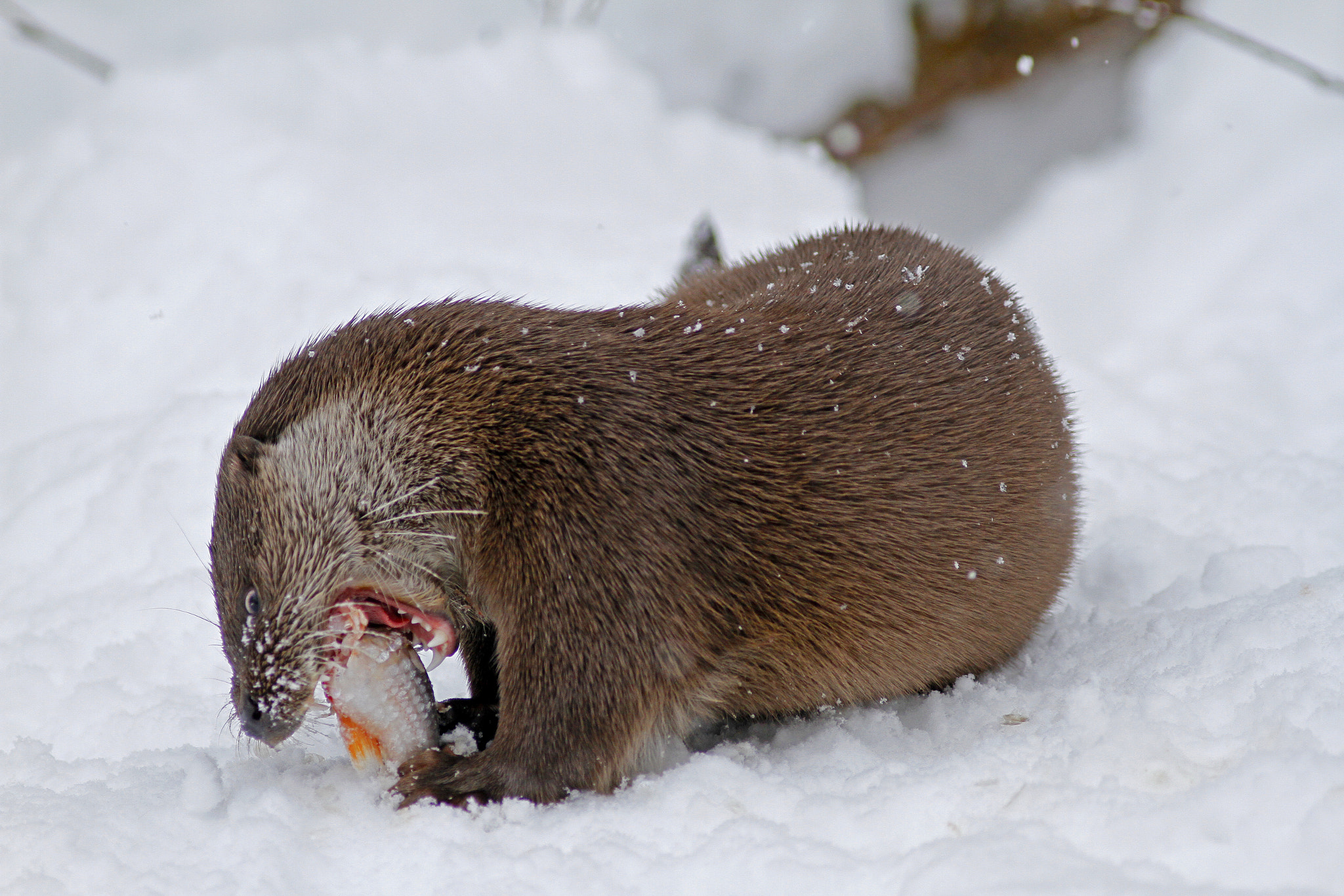 Canon EF 300mm f/4L sample photo. Otter eating fish photography