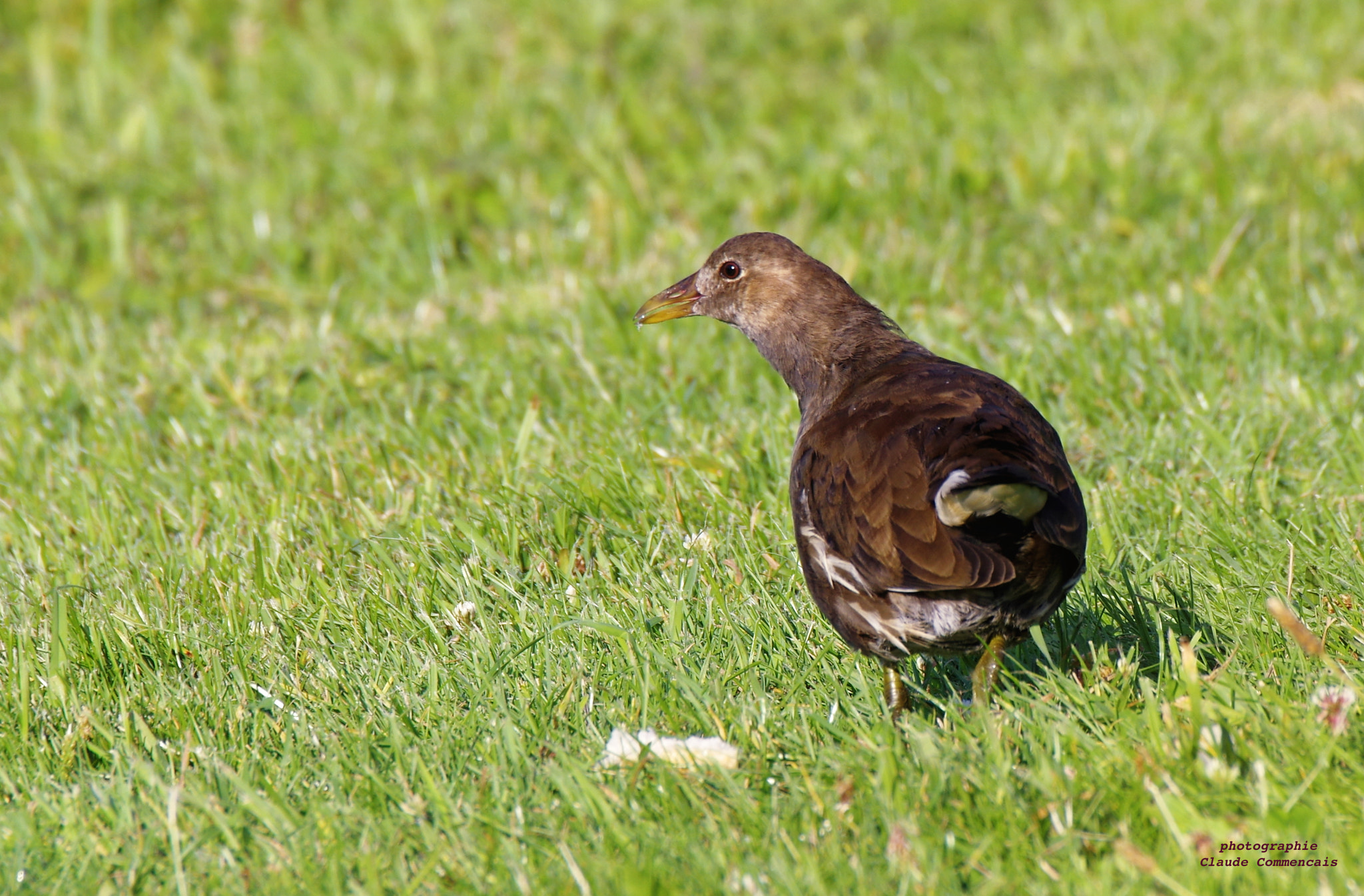 Sigma 50-500mm F4.5-6.3 DG OS HSM sample photo. Poule d'eau photography