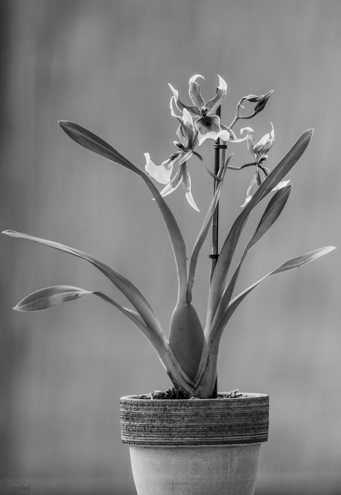 AF Nikkor 300mm f/4 IF-ED sample photo. Die blume photography