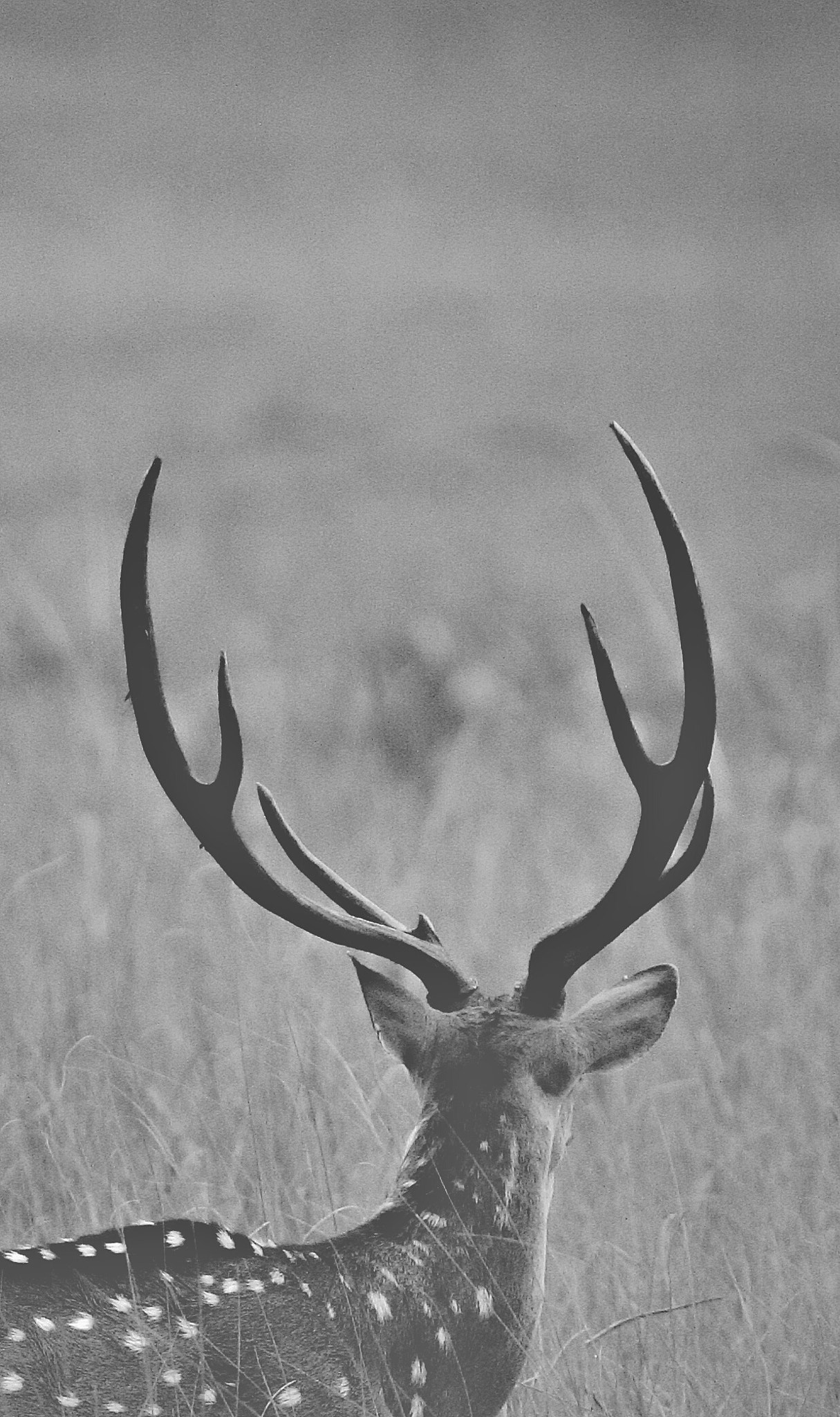 Canon EF 100-400mm F4.5-5.6L IS II USM sample photo. Spotted deer  photography
