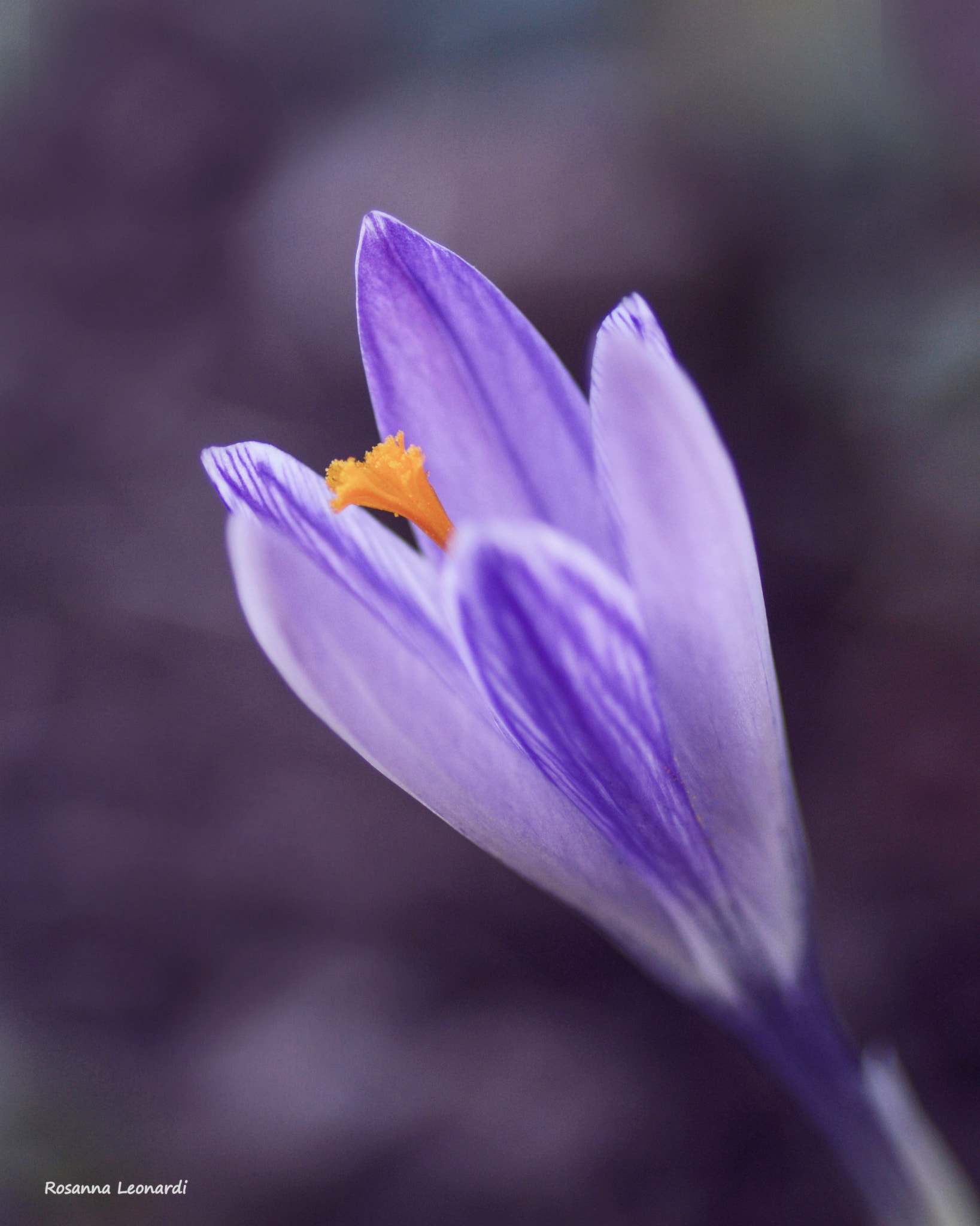 Nikon D3200 + Tamron SP 90mm F2.8 Di VC USD 1:1 Macro sample photo. Fading into purple photography