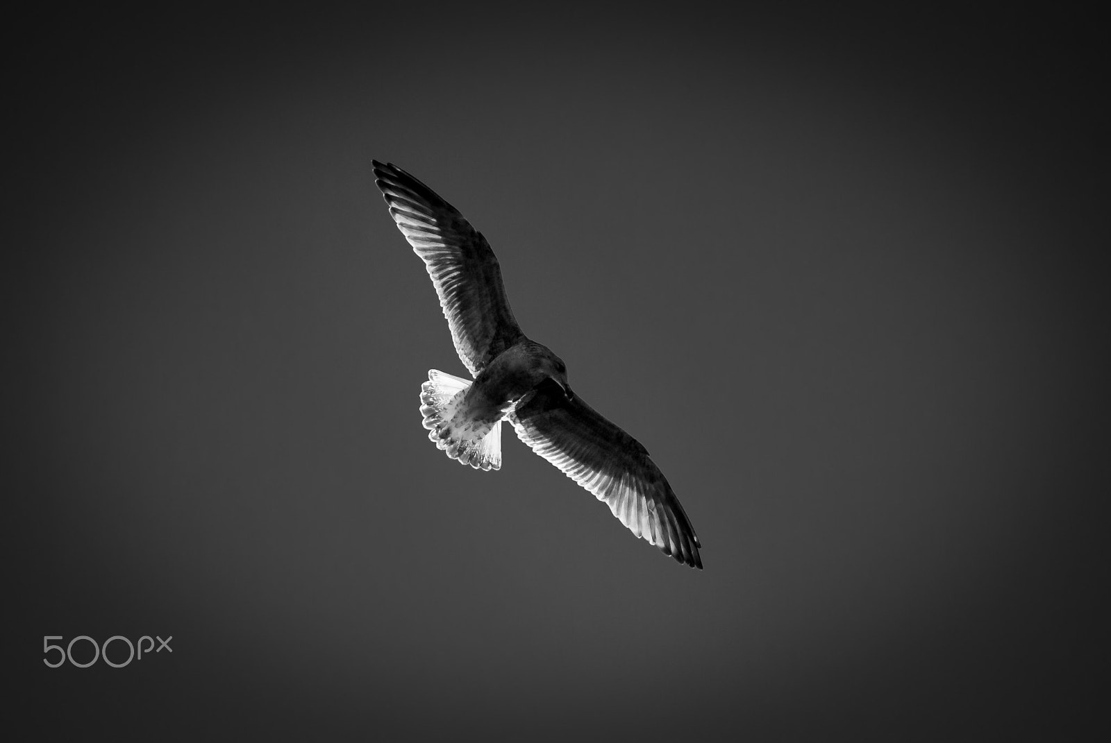 AF Nikkor 70-210mm f/4-5.6 sample photo. First flight photography