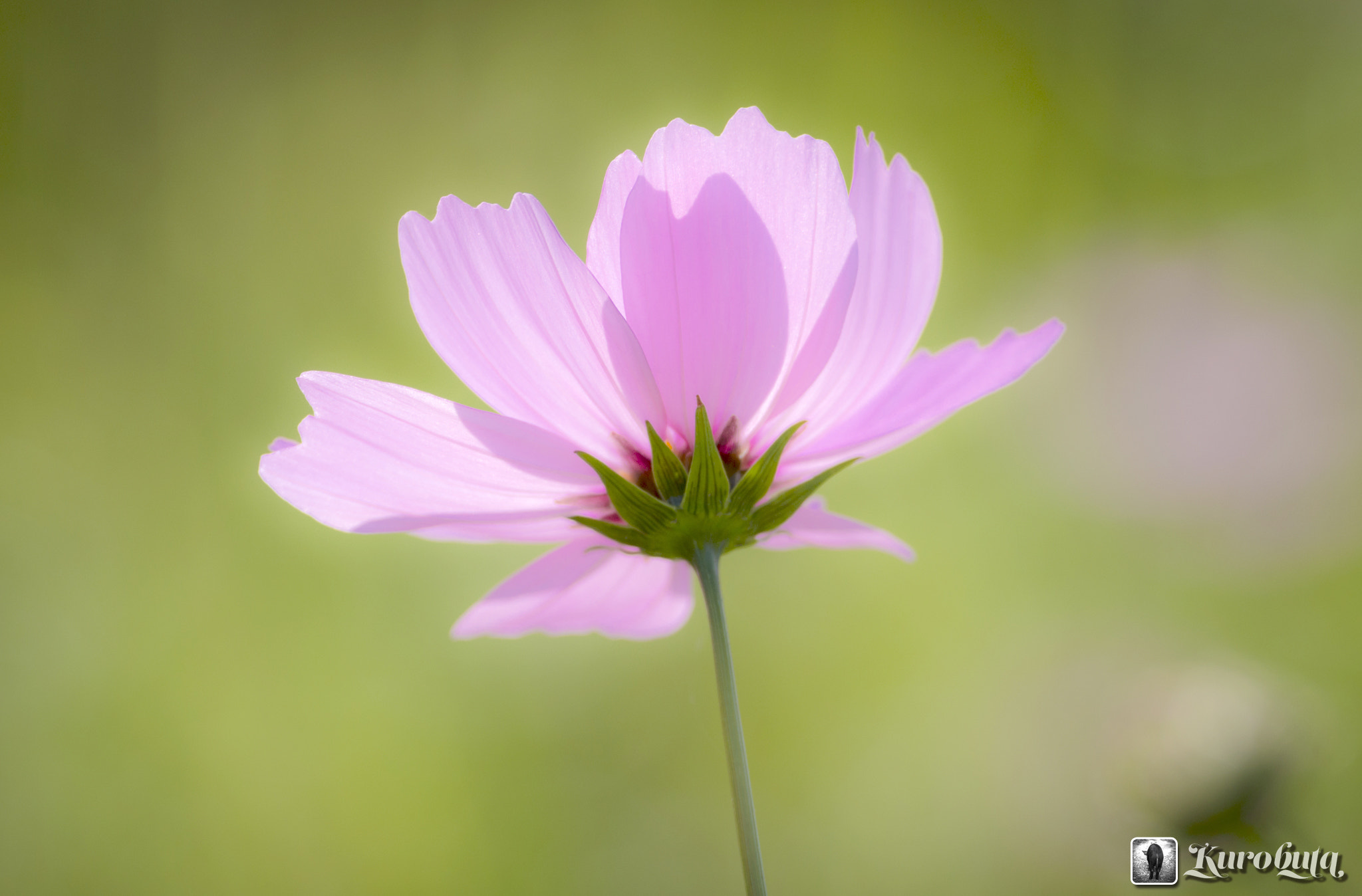 Pentax smc DA* 300mm F4.0 ED (IF) SDM sample photo. One bloom photography