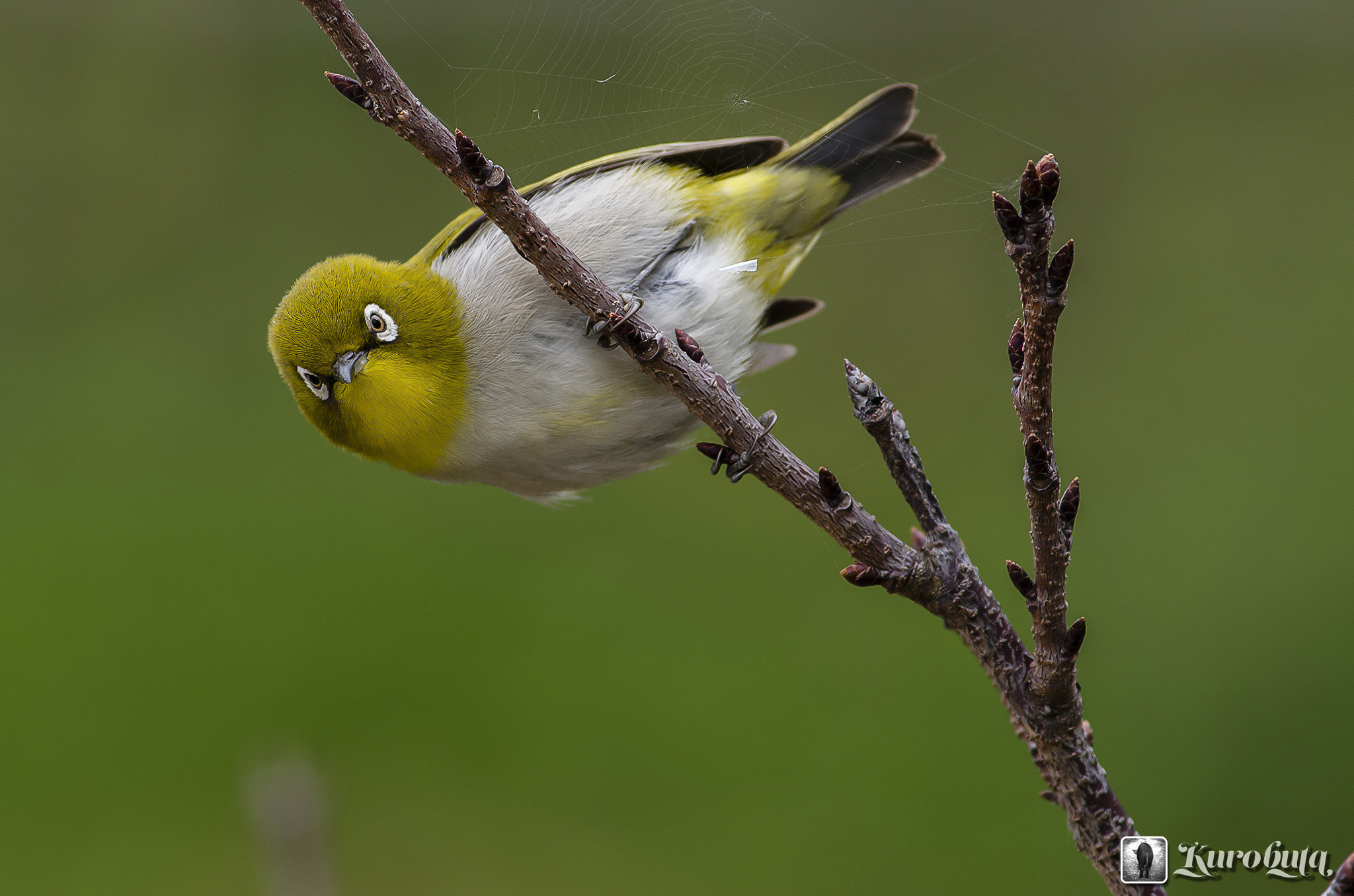 Pentax smc DA* 300mm F4.0 ED (IF) SDM sample photo. White-eye of visit photography