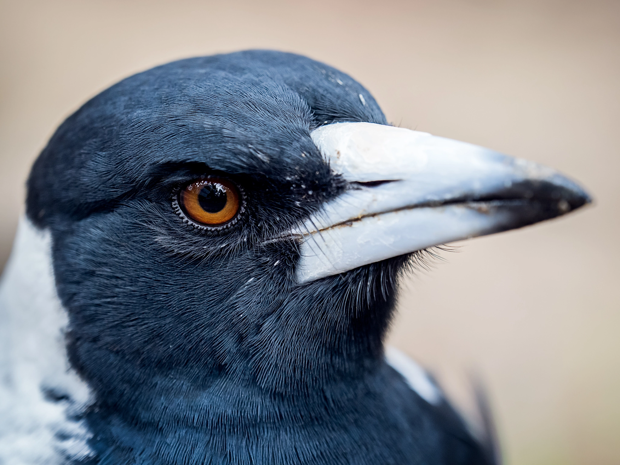 Olympus OM-D E-M10 + Olympus M.Zuiko Digital ED 40-150mm F2.8 Pro sample photo. Angry magpie 2 photography