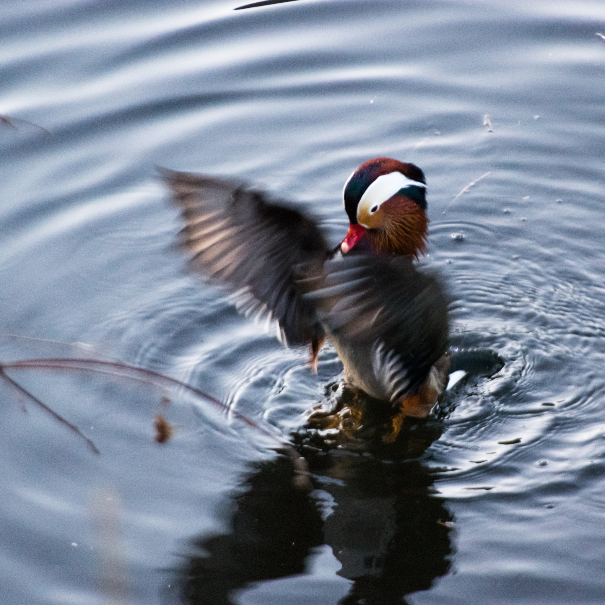 Pentax smc DA 55-300mm F4.0-5.8 ED sample photo. Mandarin duck photography