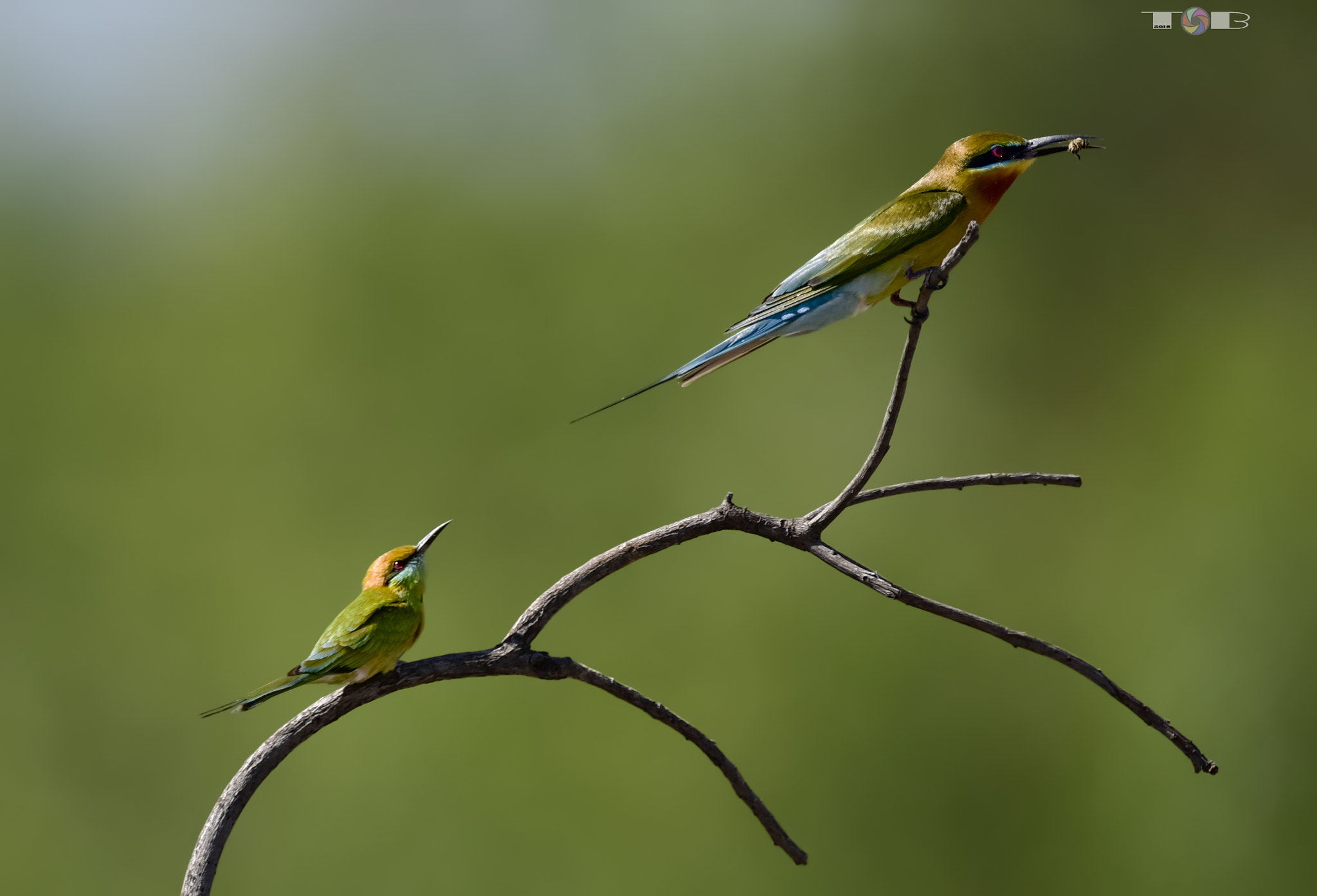 Nikon AF-S Nikkor 600mm F4D ED-IF II sample photo
