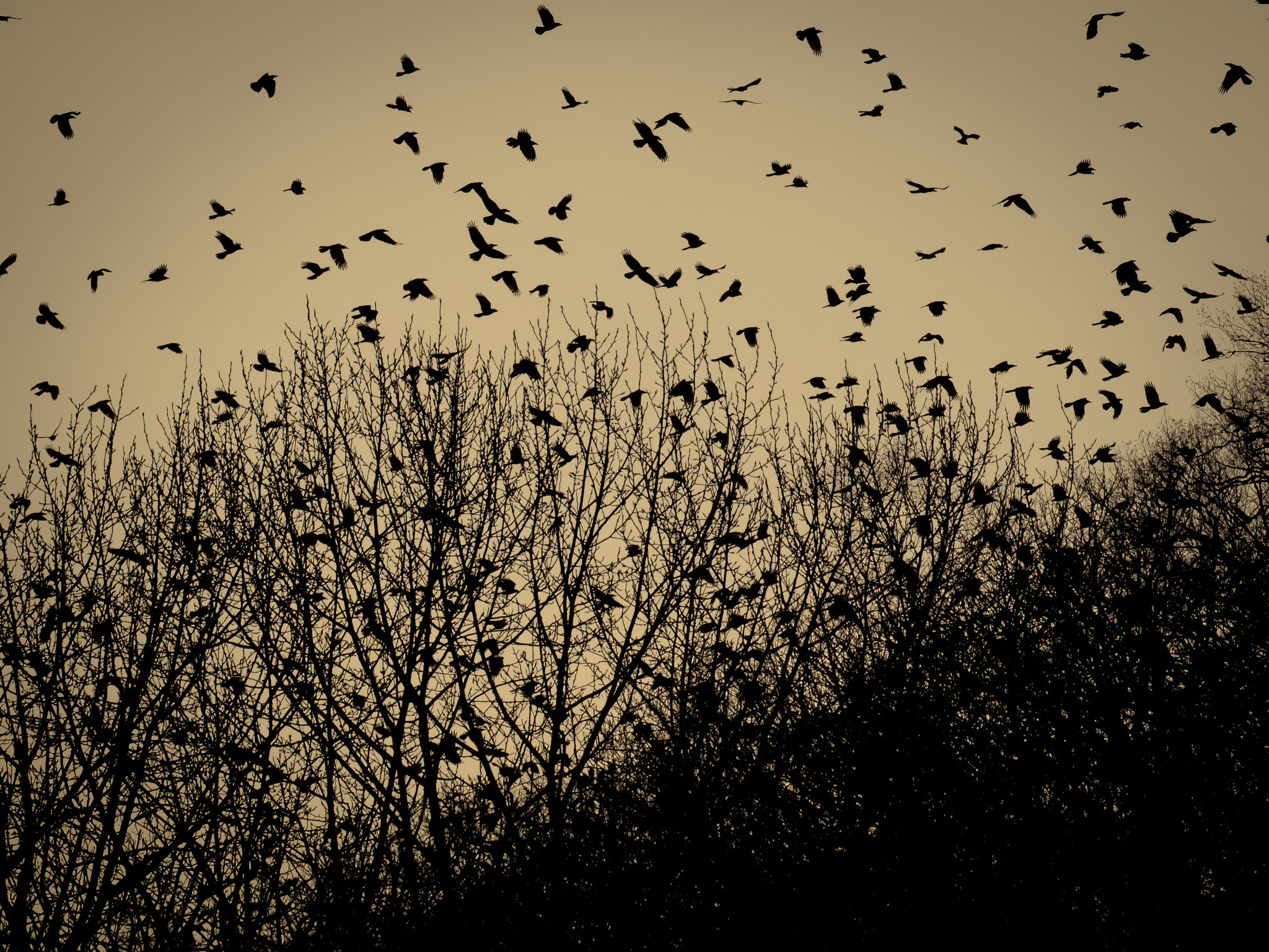 Olympus OM-D E-M5 sample photo. Winged guards the gates to other worlds photography
