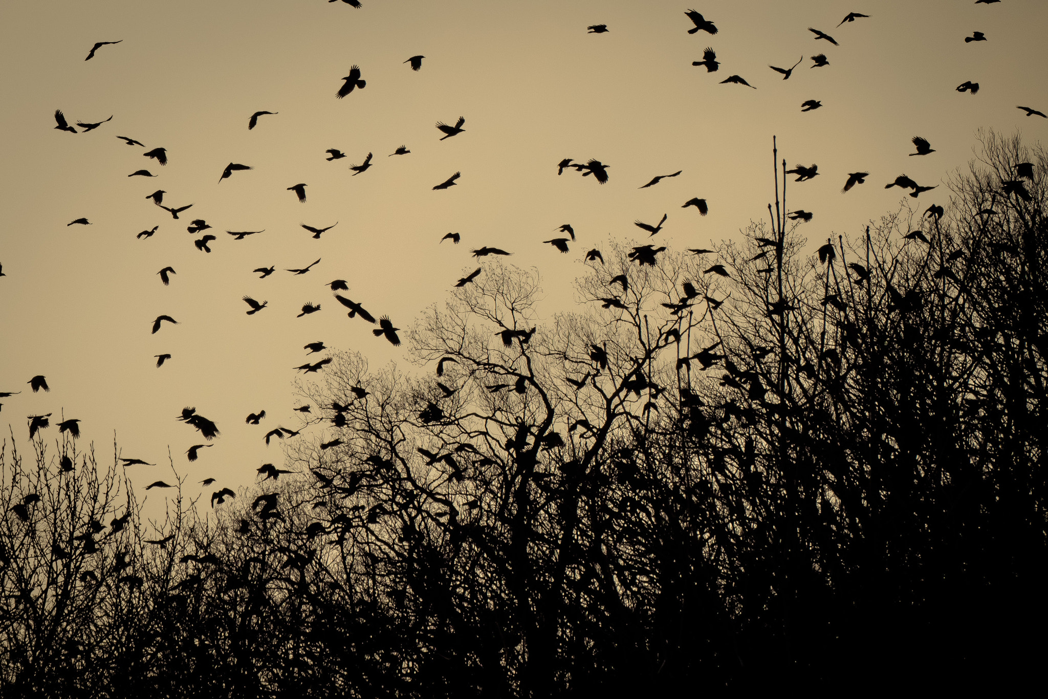 Olympus OM-D E-M5 sample photo. Winged guards the gates to other worlds photography