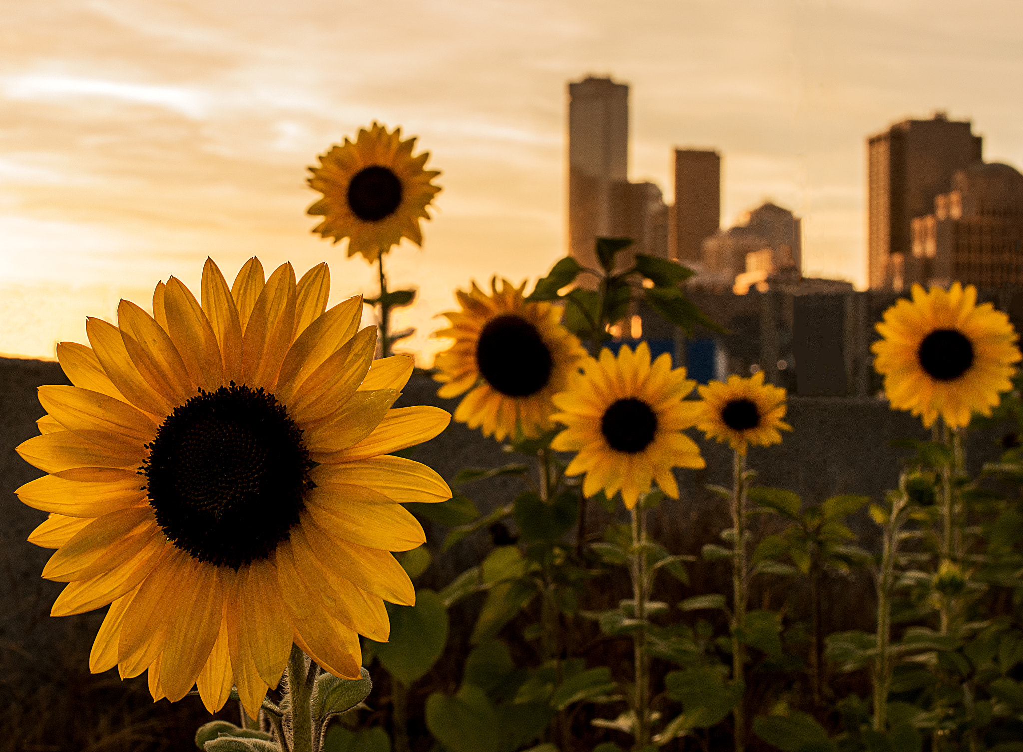 Sony Alpha NEX-7 + E 32mm F1.8 sample photo. Sunflowers in city photography