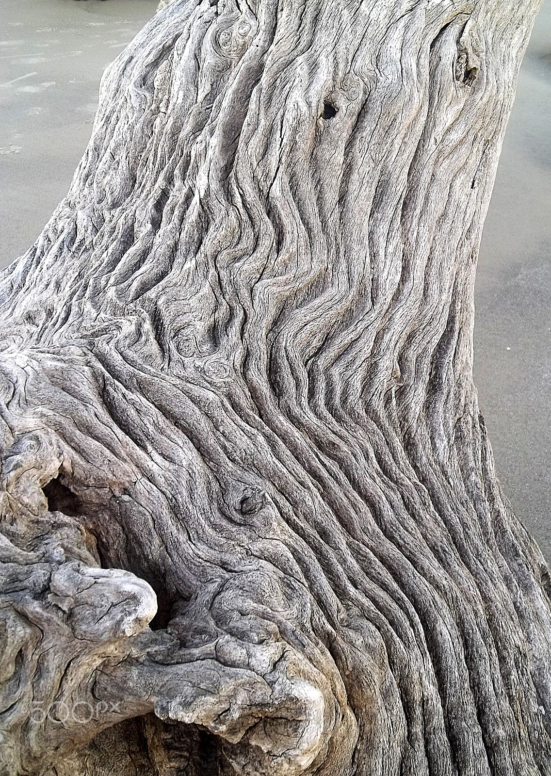Kodak EASYSHARE M575 DIGITAL CAMERA sample photo. Grooved driftwood photography