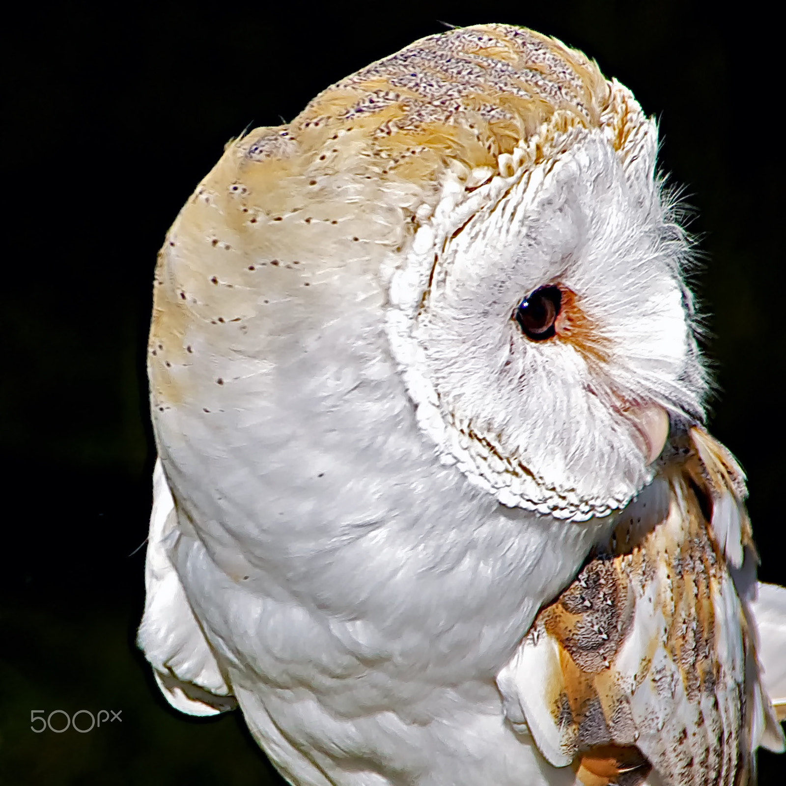 Sony DT 18-250mm F3.5-6.3 sample photo. Ab154 barn owl photography