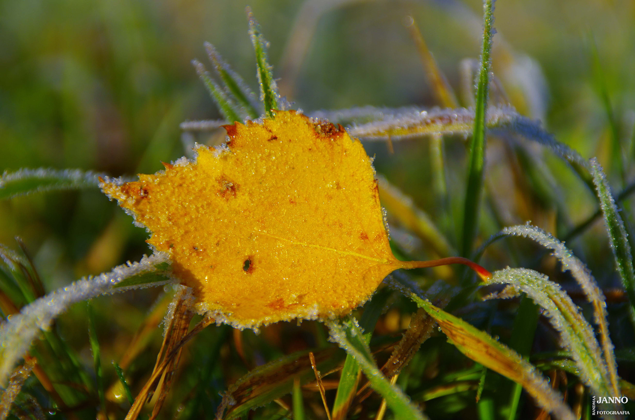Tamron AF 18-200mm F3.5-6.3 XR Di II LD Aspherical (IF) Macro sample photo. Autumn photography