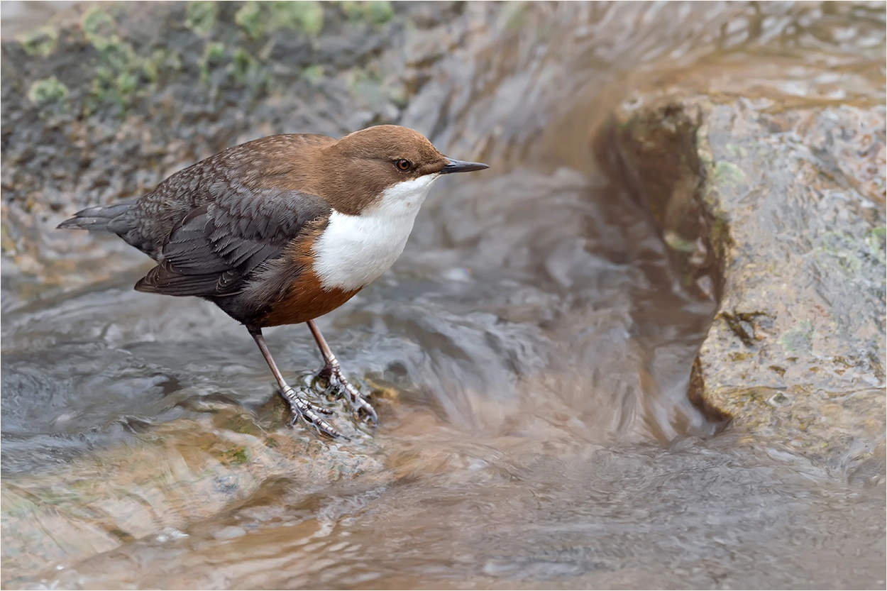 Nikon D4 sample photo. White-throated dipper /cinclus cinclus photography
