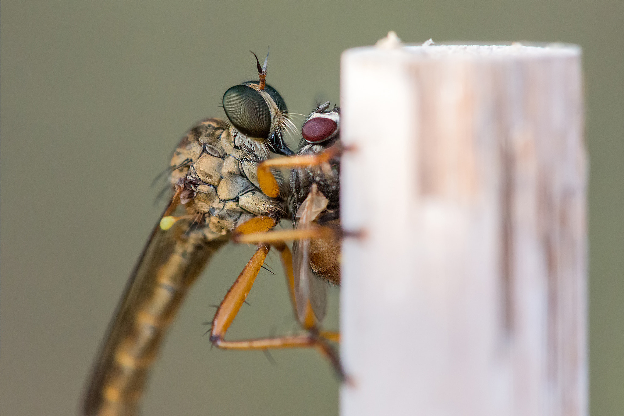 Sigma APO Macro 150mm f/2.8 EX DG HSM sample photo. Presa photography