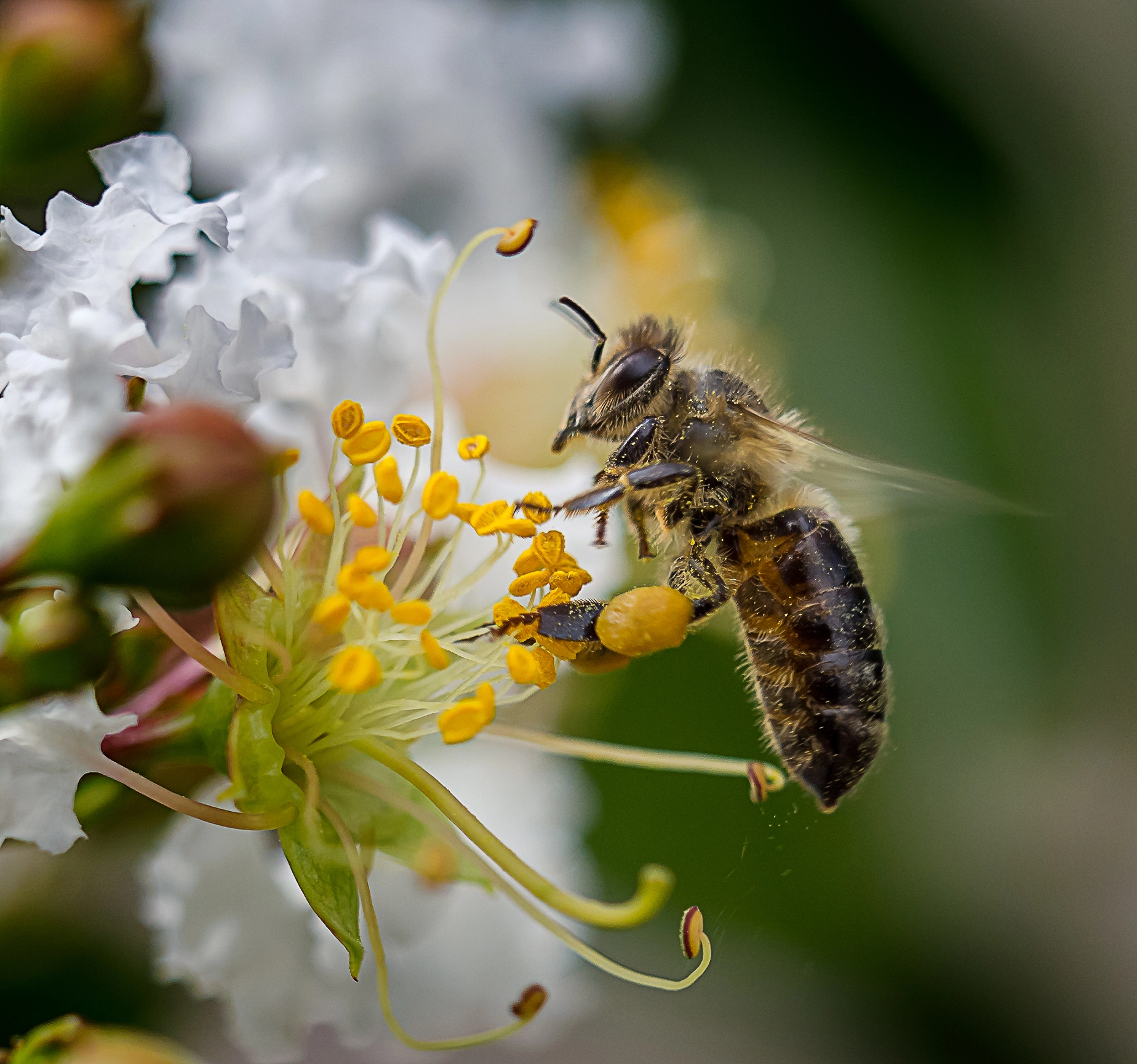 Olympus OM-D E-M10 + Olympus M.Zuiko Digital ED 40-150mm F2.8 Pro sample photo. Bee dust photography
