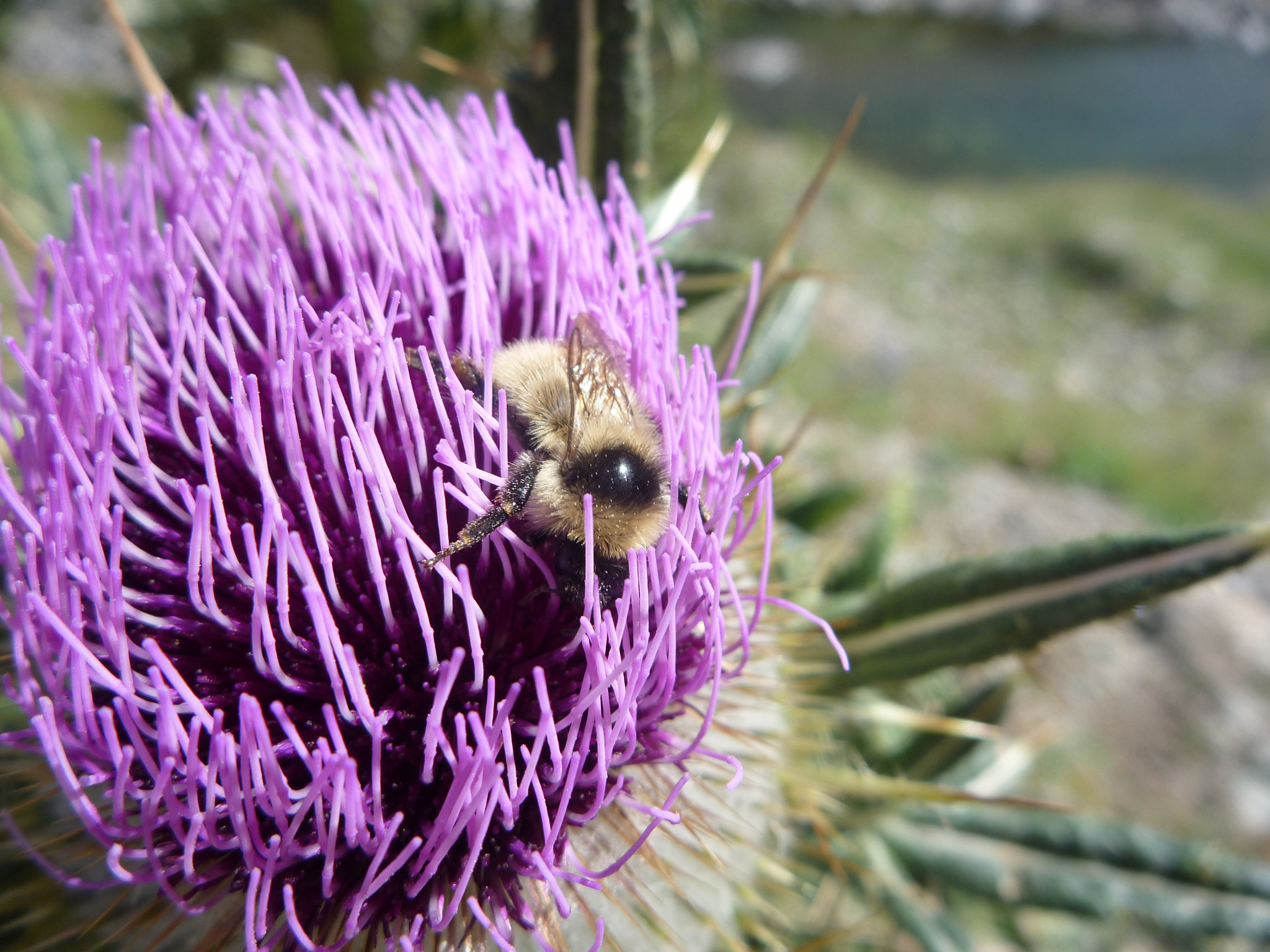 Panasonic DMC-FT1 sample photo. Thistle flowe photography