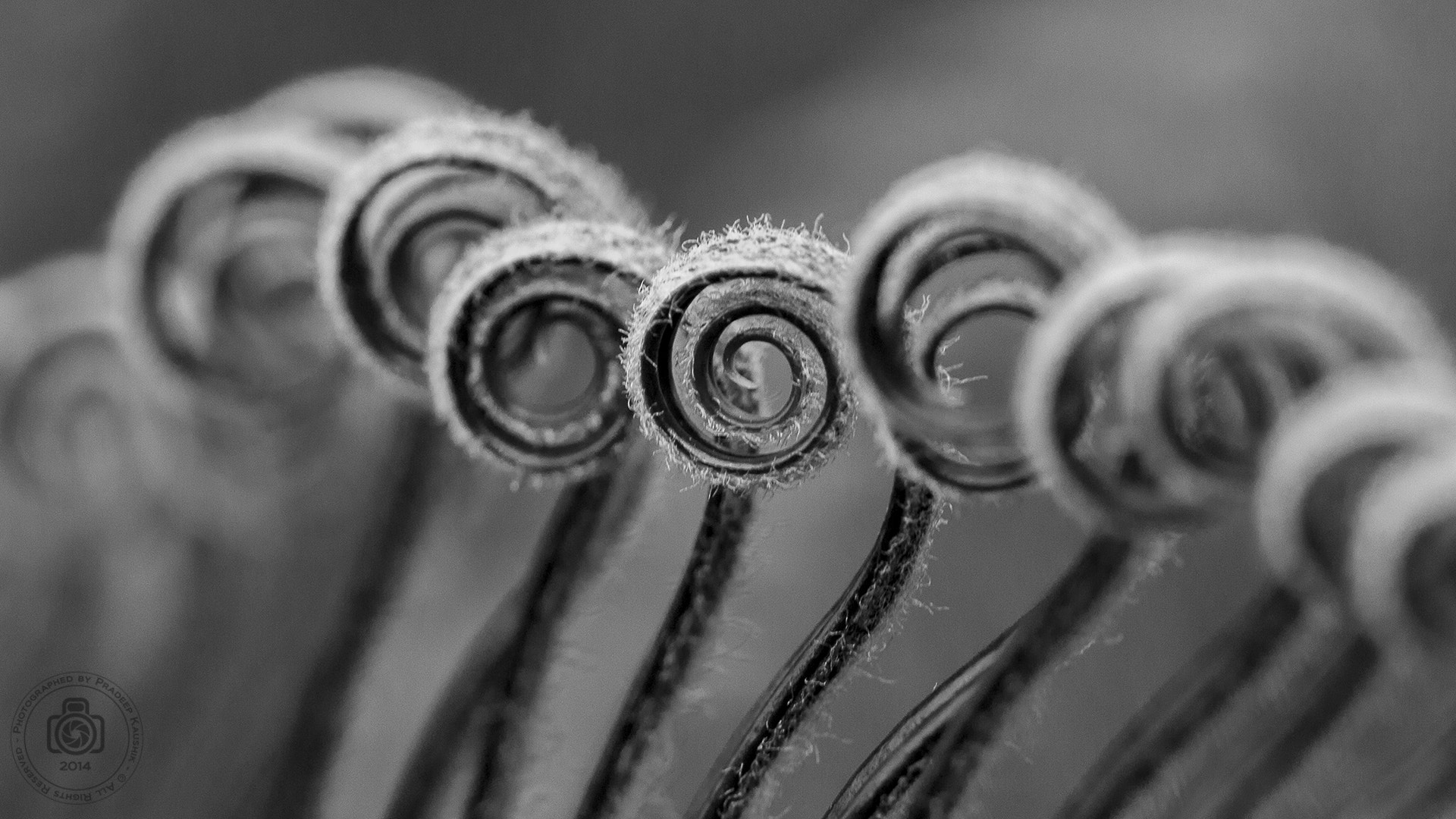Canon EOS 7D + Canon EF 100mm F2.8 Macro USM sample photo. Curve photography