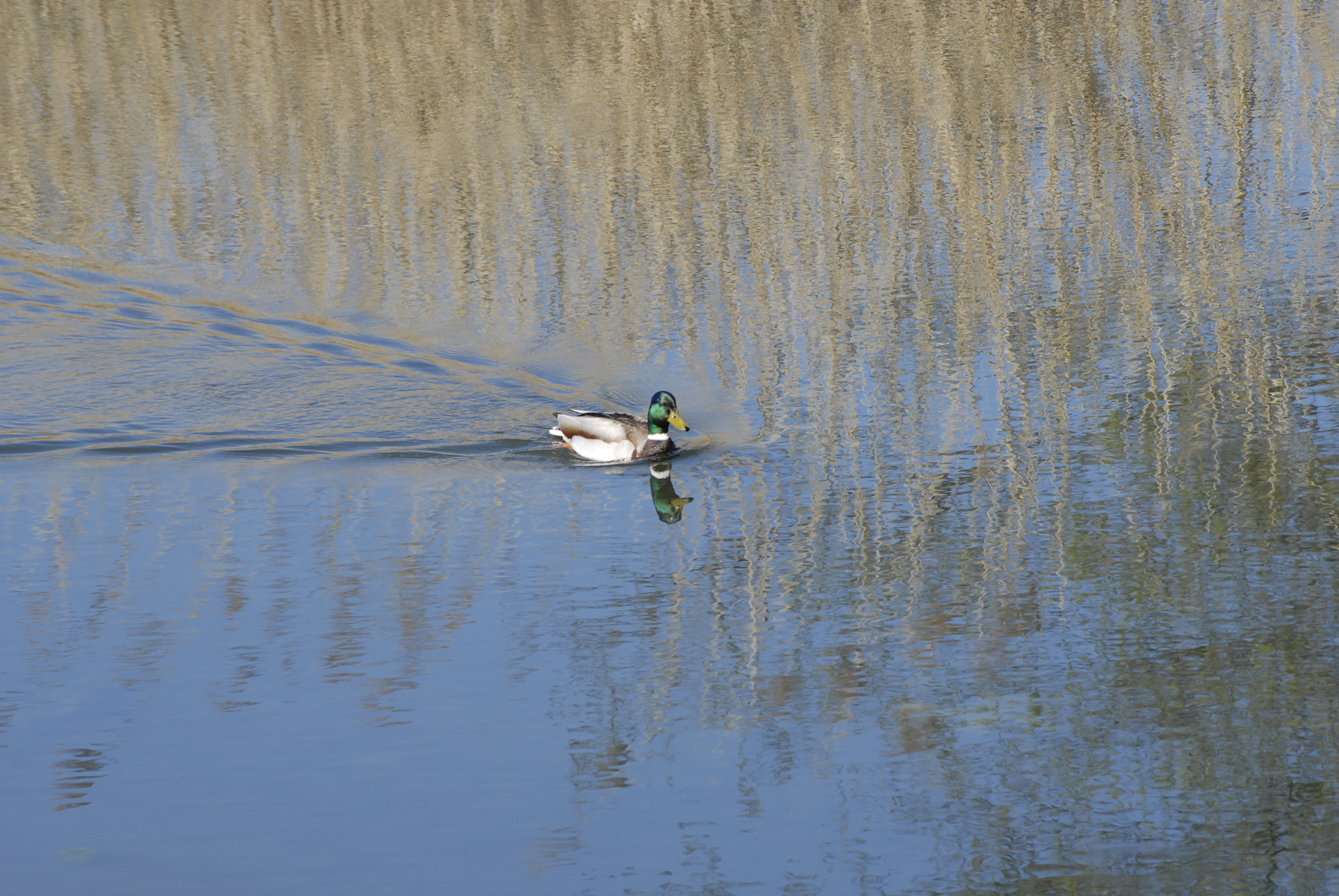 Nikon D200 + Sigma 55-200mm F4-5.6 DC sample photo. Mallard swimming photography