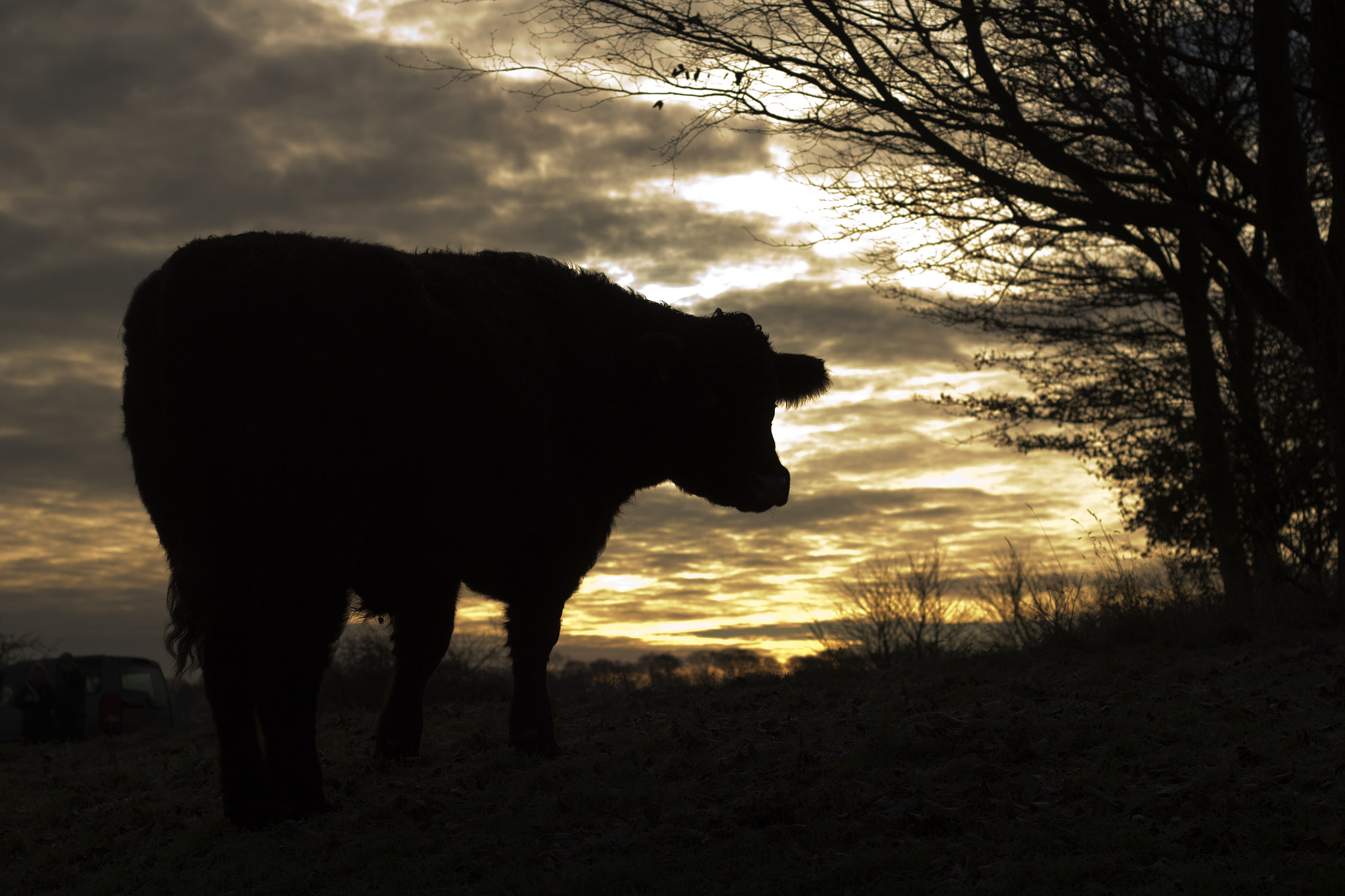 Canon EOS M + Canon EF 50mm F1.8 II sample photo. Cow in silhouette photography