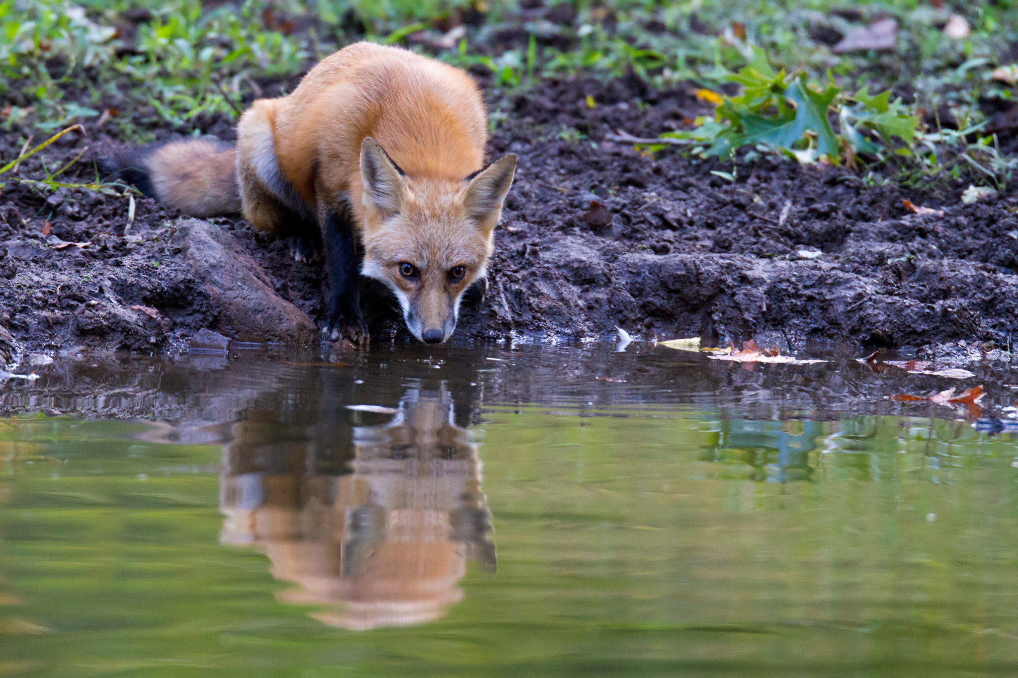 Sigma 120-300mm F2.8 EX DG HSM sample photo. Red fox drinking photography