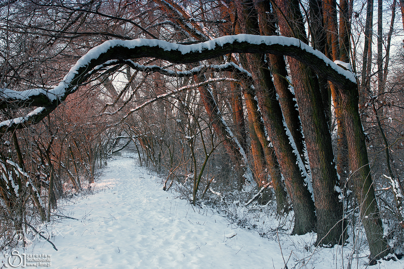 Sony Alpha DSLR-A700 sample photo. Frosty morning photography